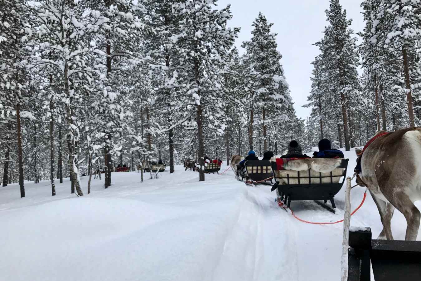 Sleigh ride - Javri Lodge