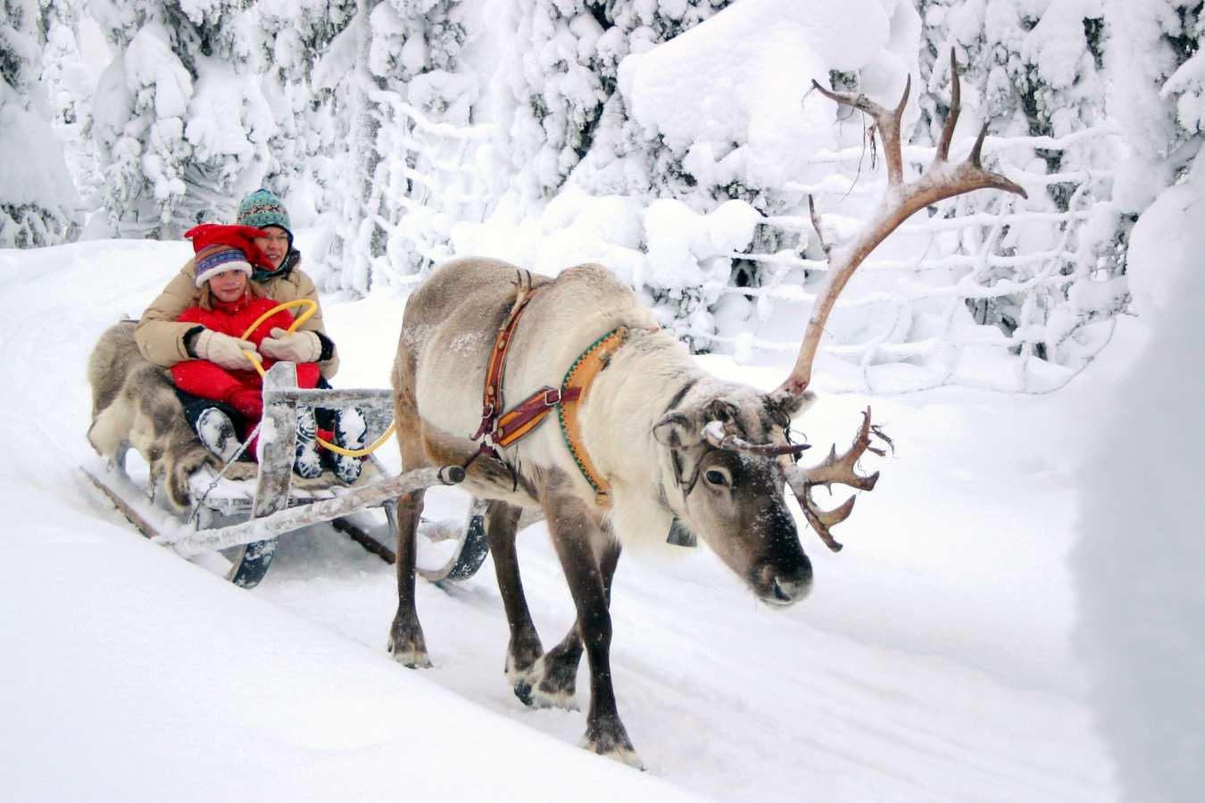 Reindeer Sleigh - Rovaniemi Christmas Chalets
