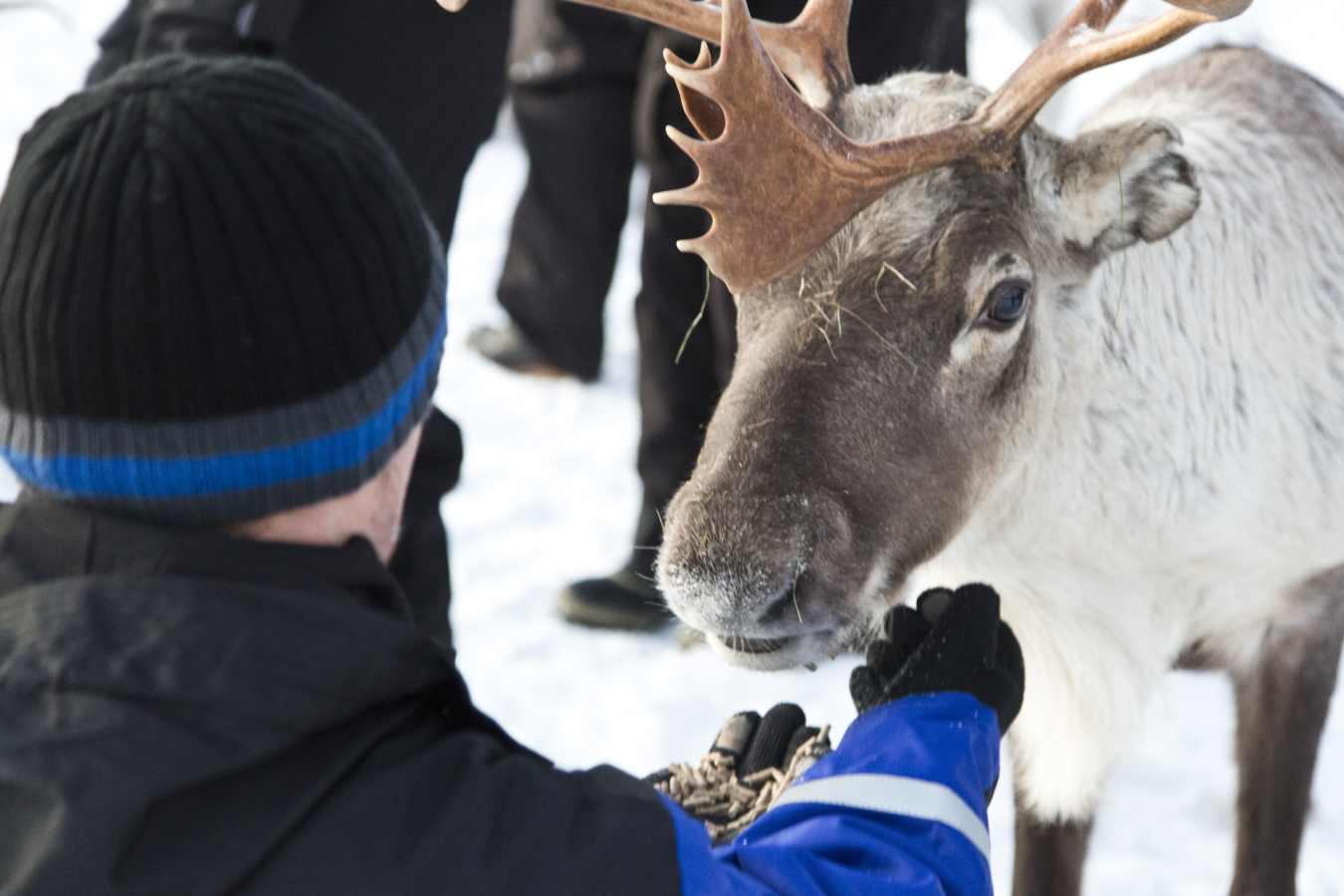 Reindeer