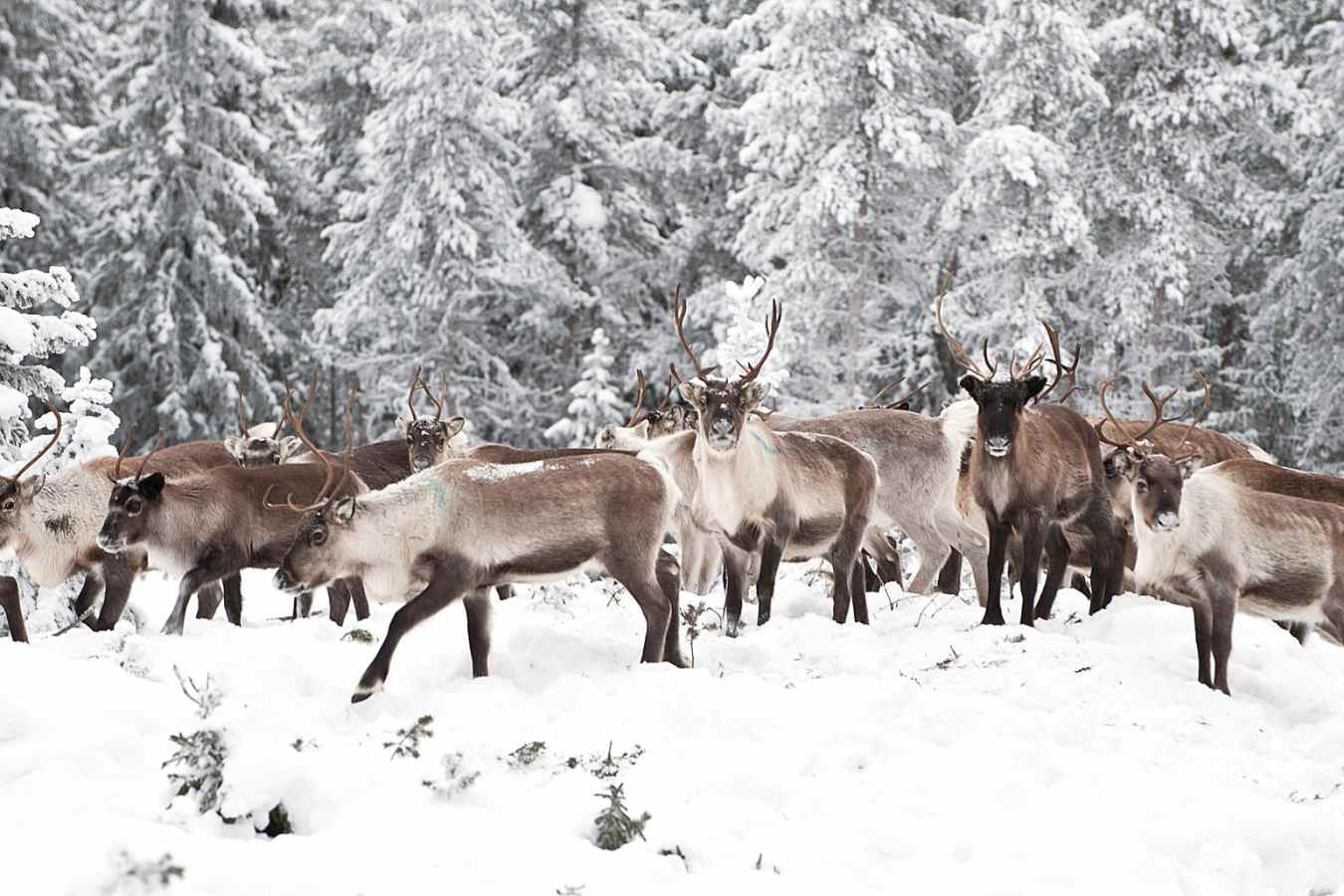 Reindeer - A magical trip to visit Father Christmas