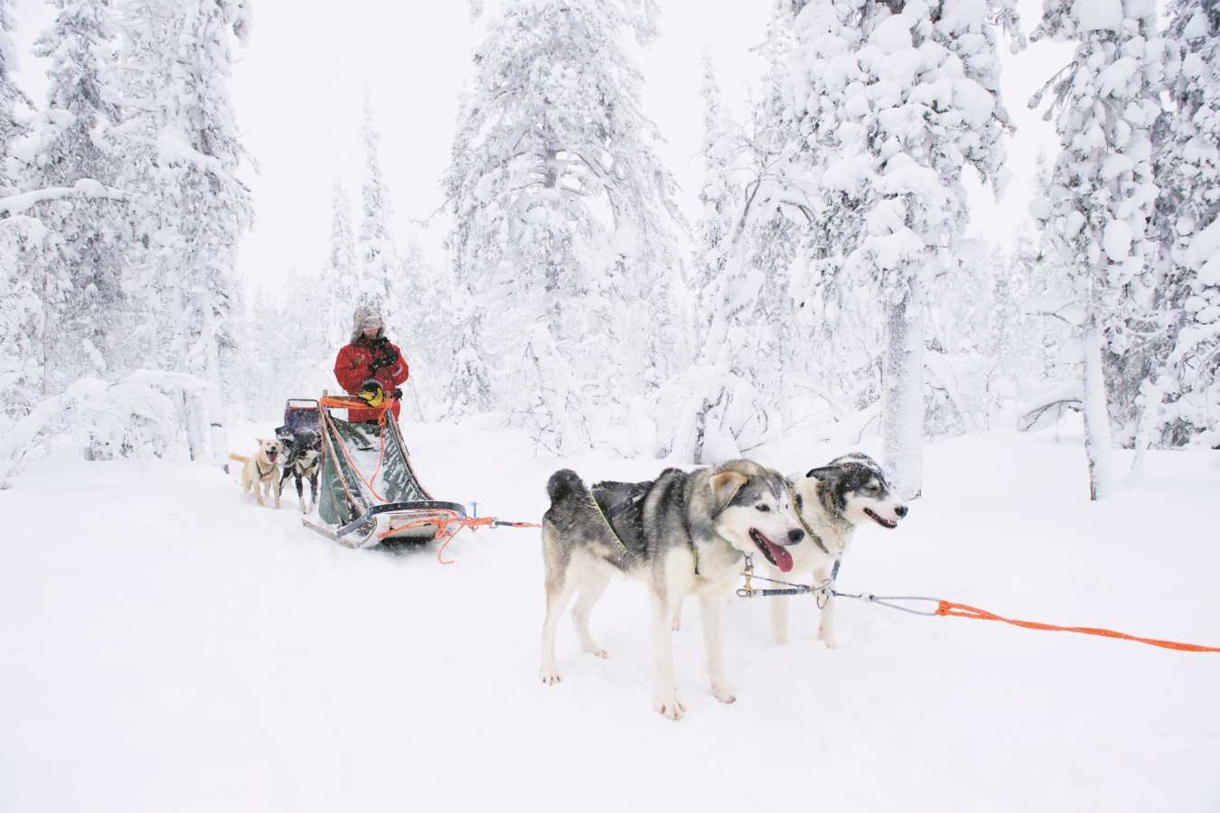 Huskies - A magical trip to visit Father Christmas