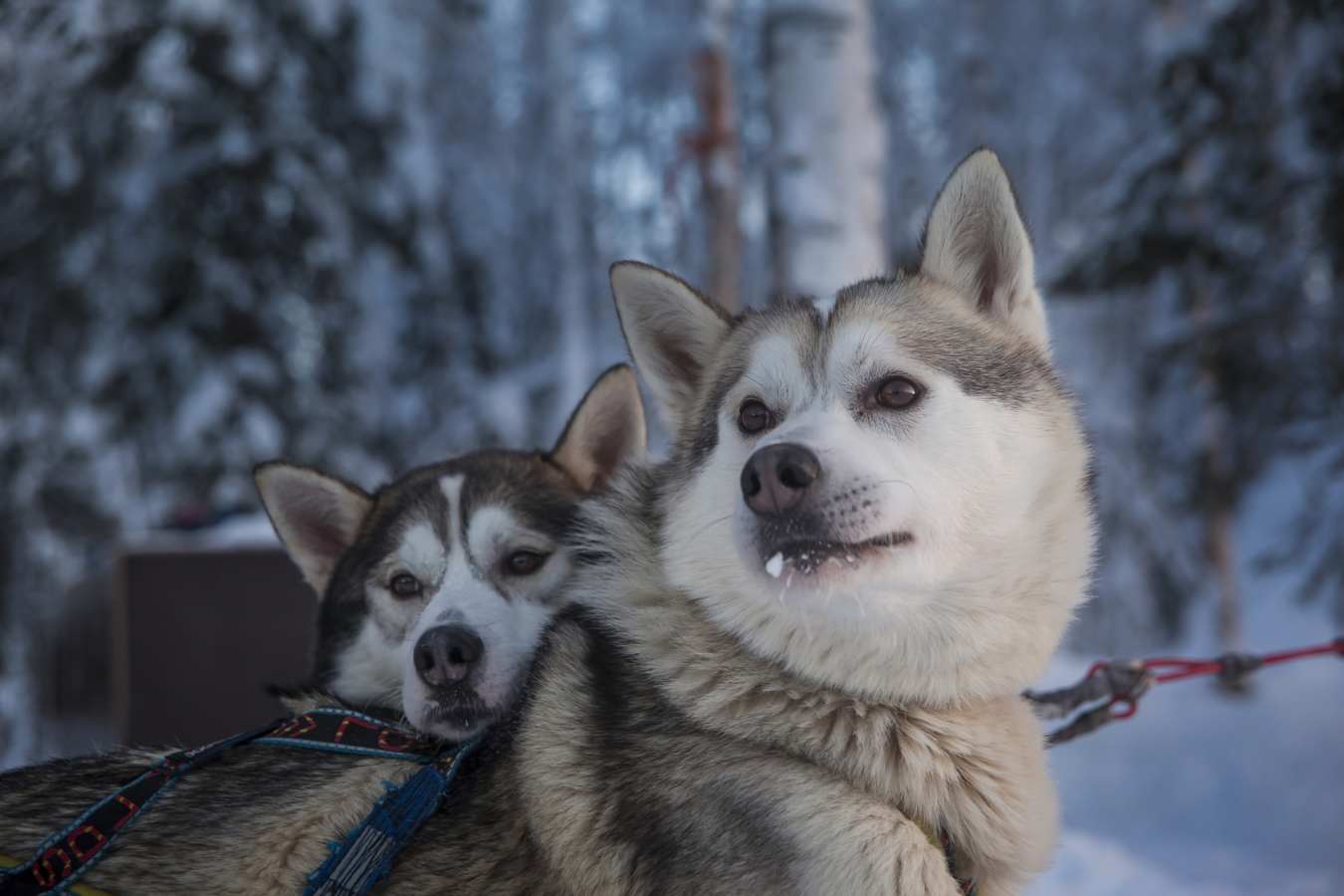 Huskies - Simply Finnish Lapland