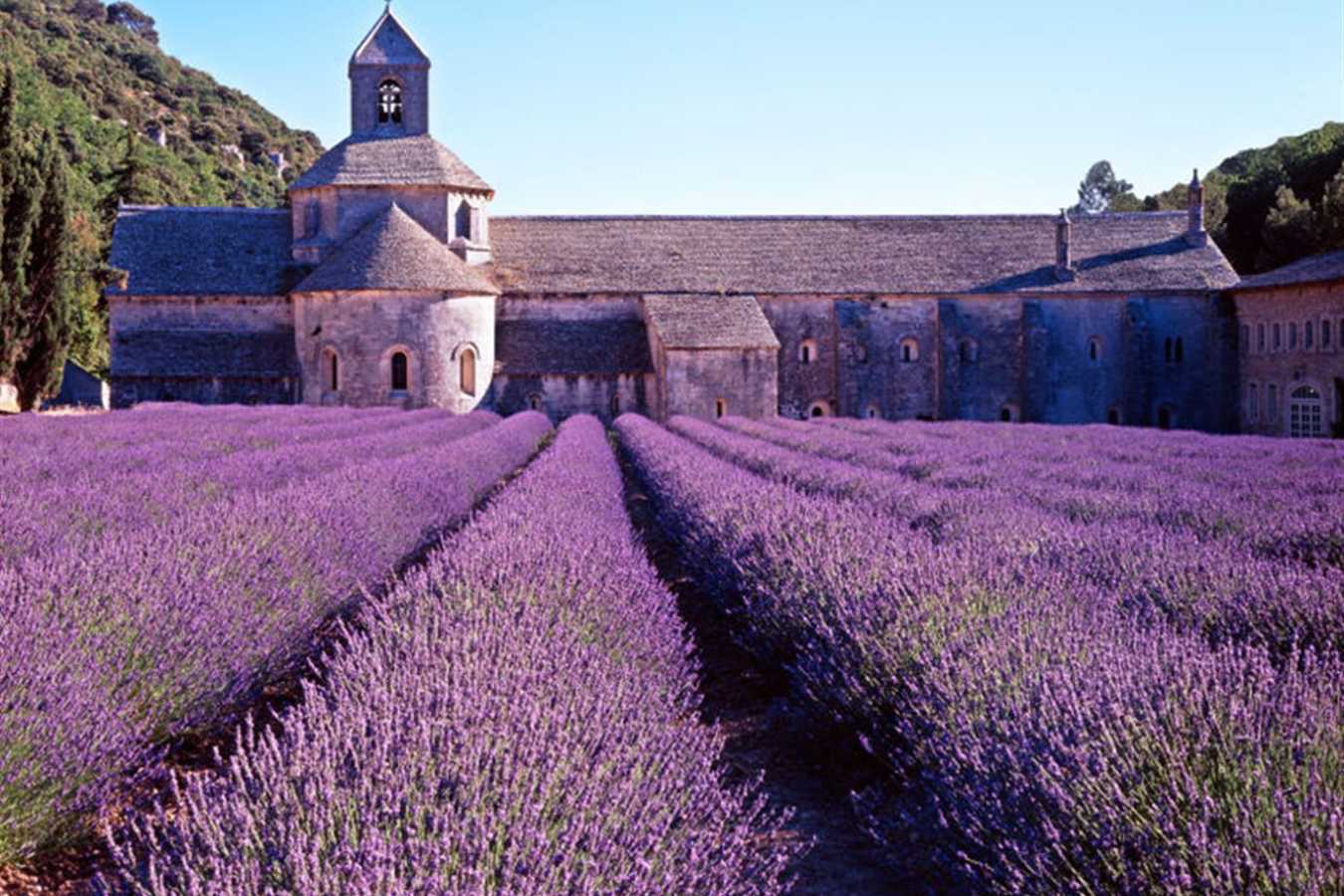 Lavender Fields - Terre Blanche Hotel Spa Golf Resort