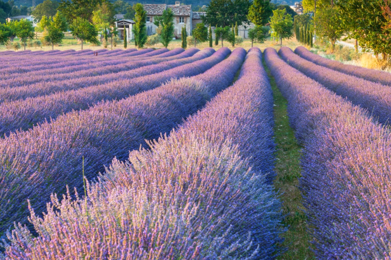 Lavender Field