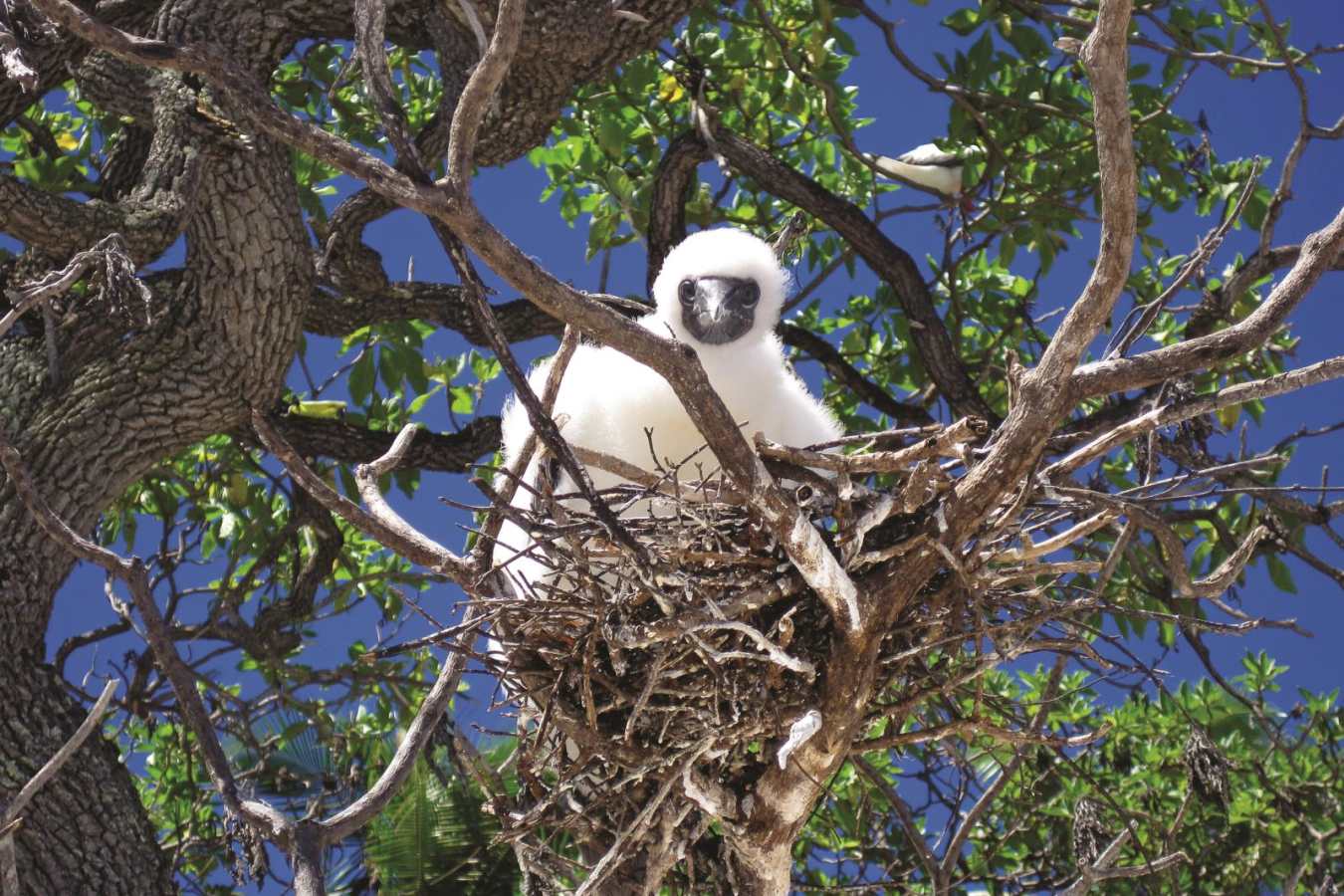 Wildlife - The Brando Private Island