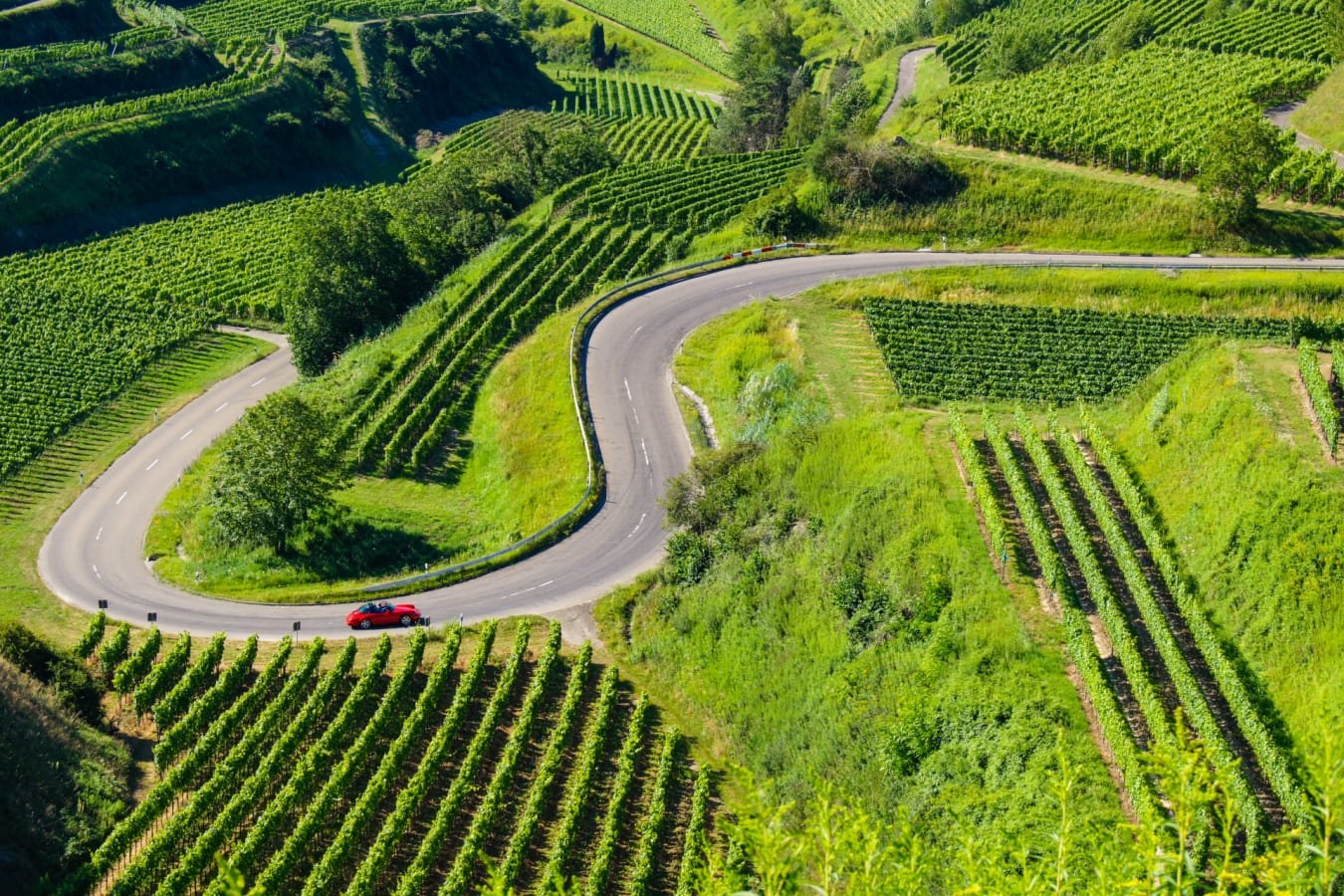 Car Driving in the German vineyard 
