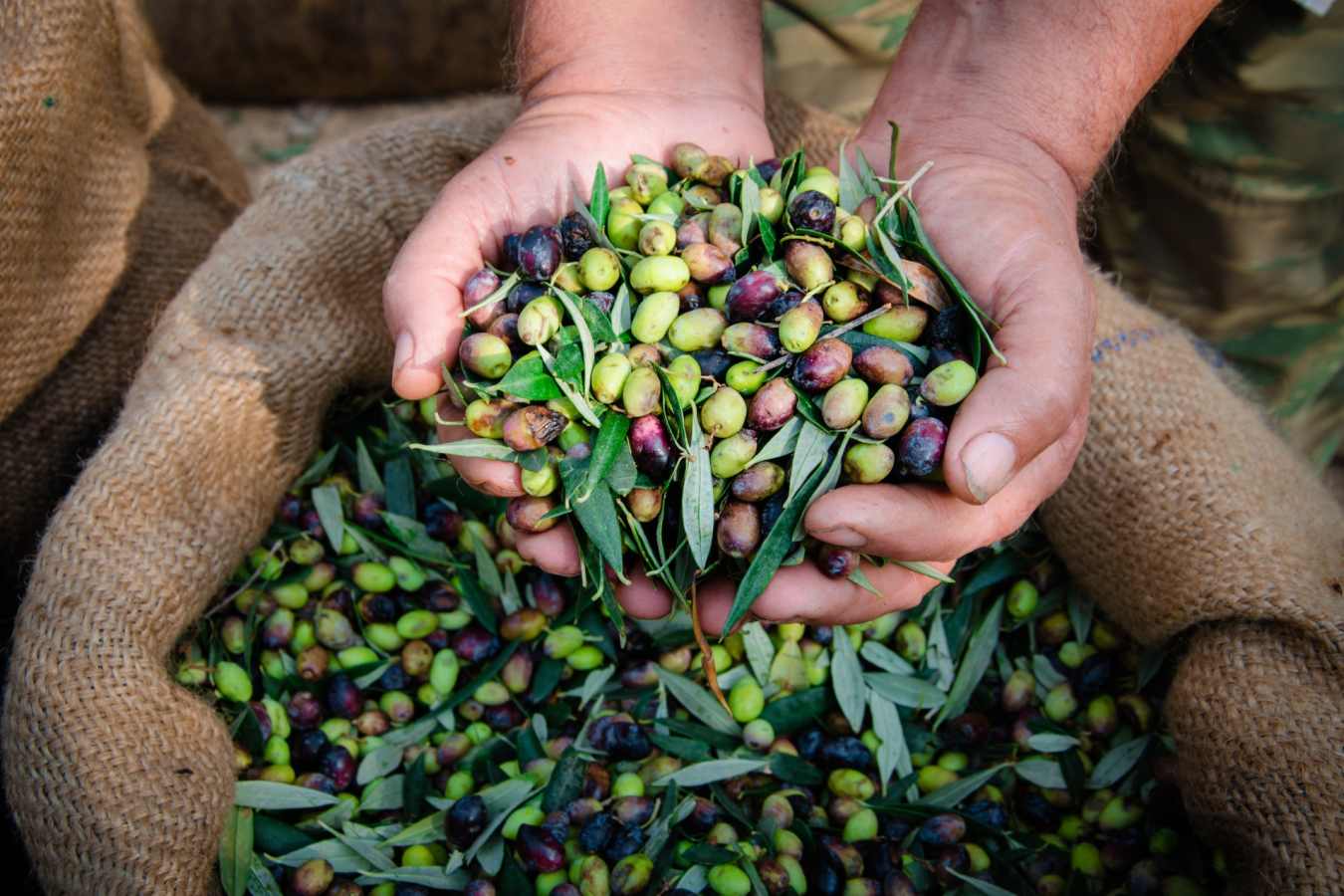 Olives - Gourmet Greece
