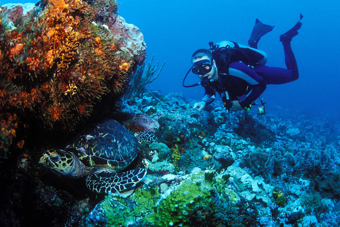 Diving in the Caribbean