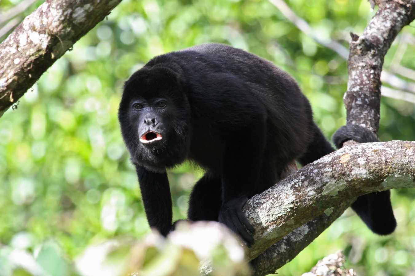 Howler Monkey - Las Lagunas
