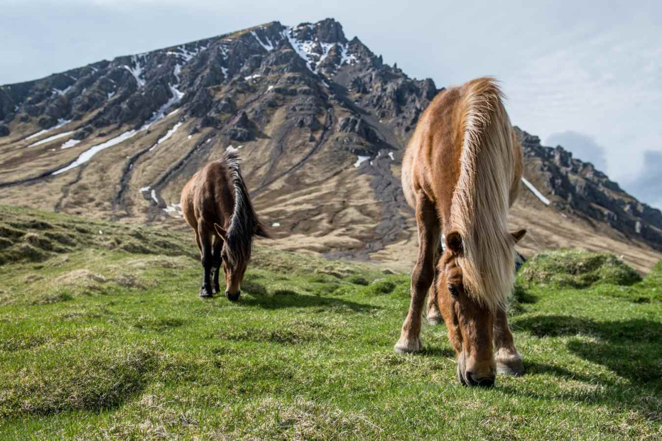 Icelandic horses - Deplar Farm