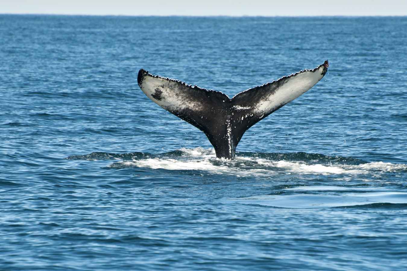 Whale watching - Intrepid Iceland: geysers and glaciers