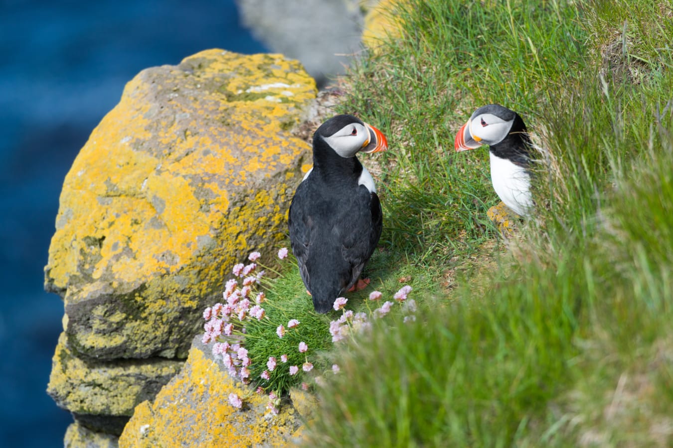 Puffins 