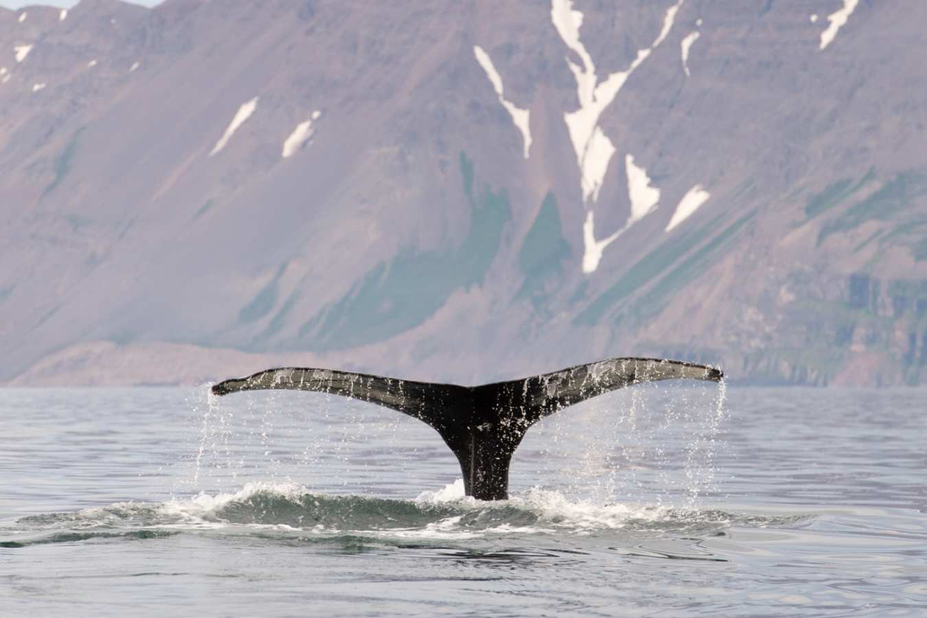 Whale watching - Ultimate Iceland