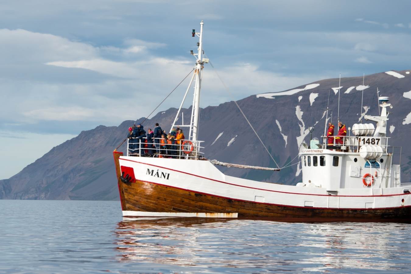 Whale watching - Ultimate Iceland