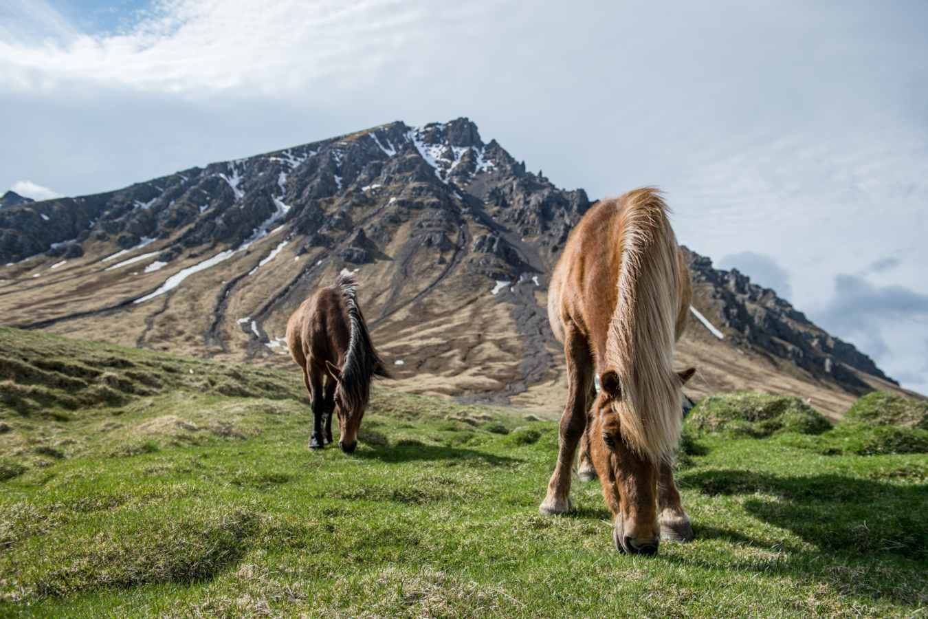 Icelandic horses 