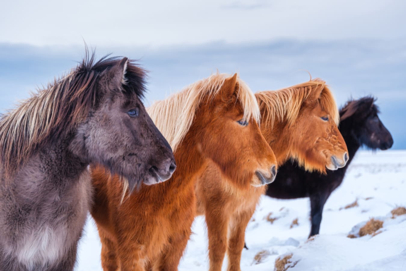 Horses 