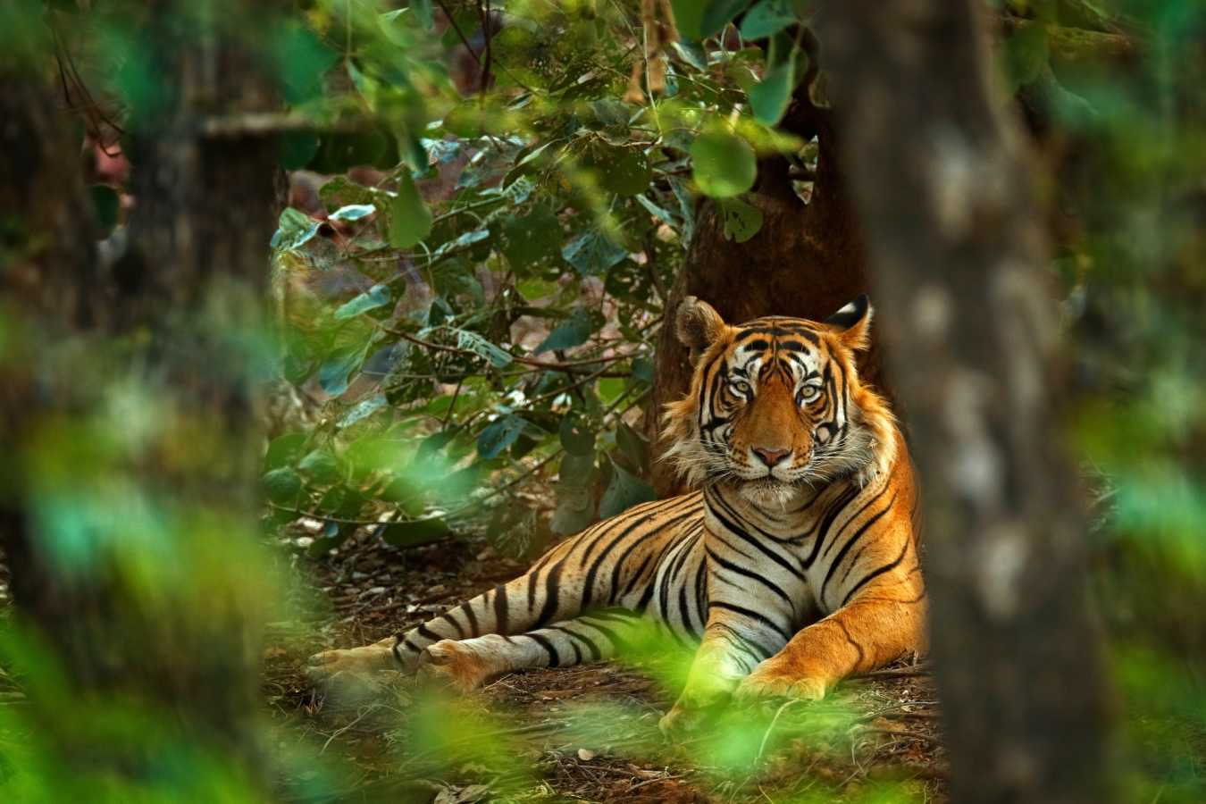 Kanha National Park - Banjaar Tola