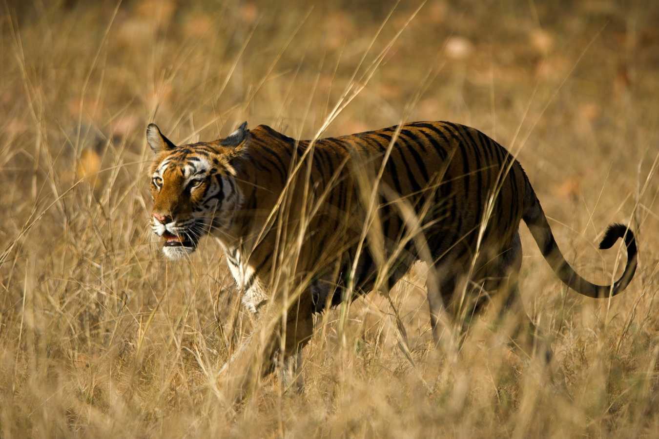 Kanha National Park - Banjaar Tola
