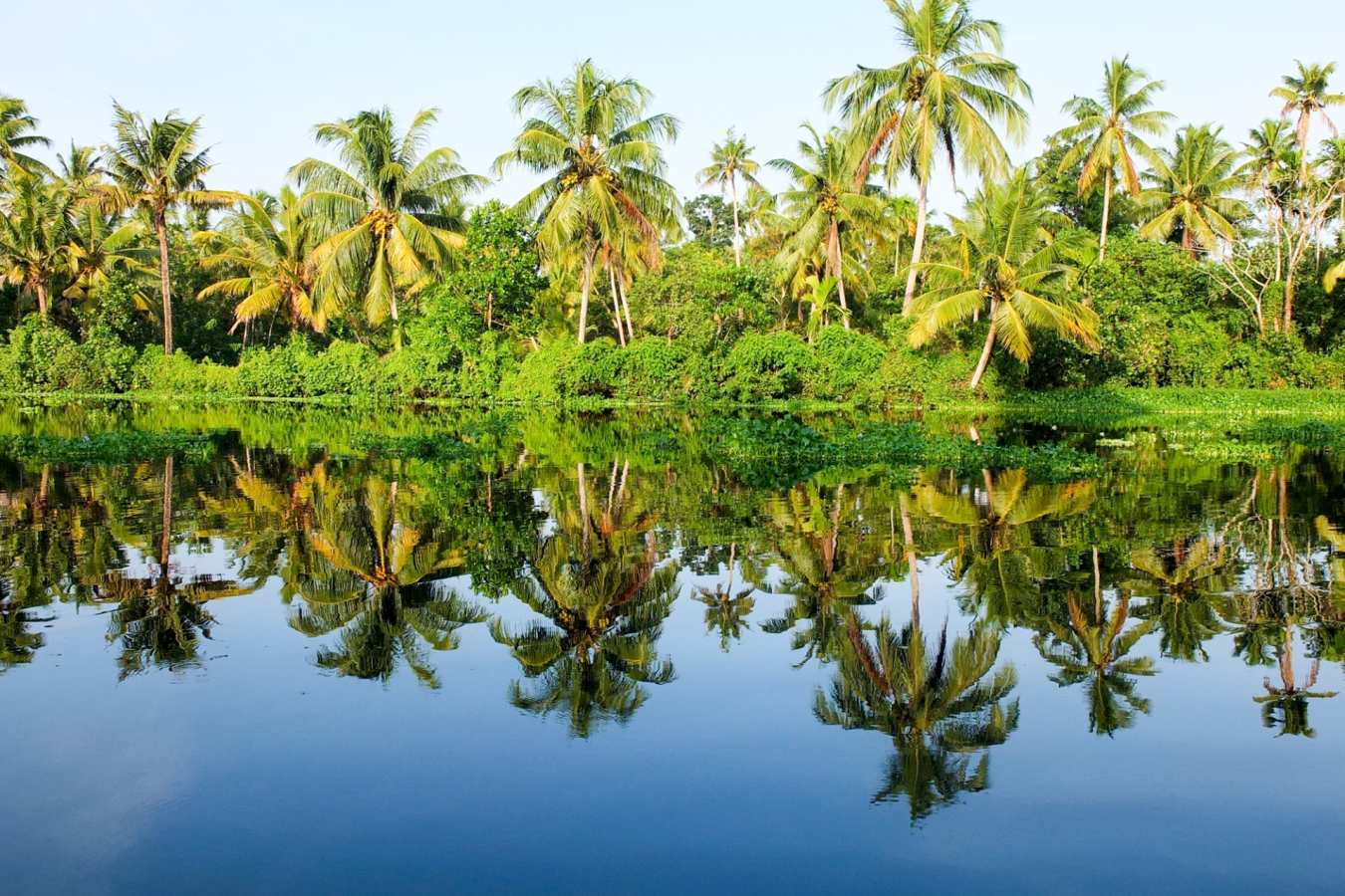 Palm Trees - Coconut Lagoon