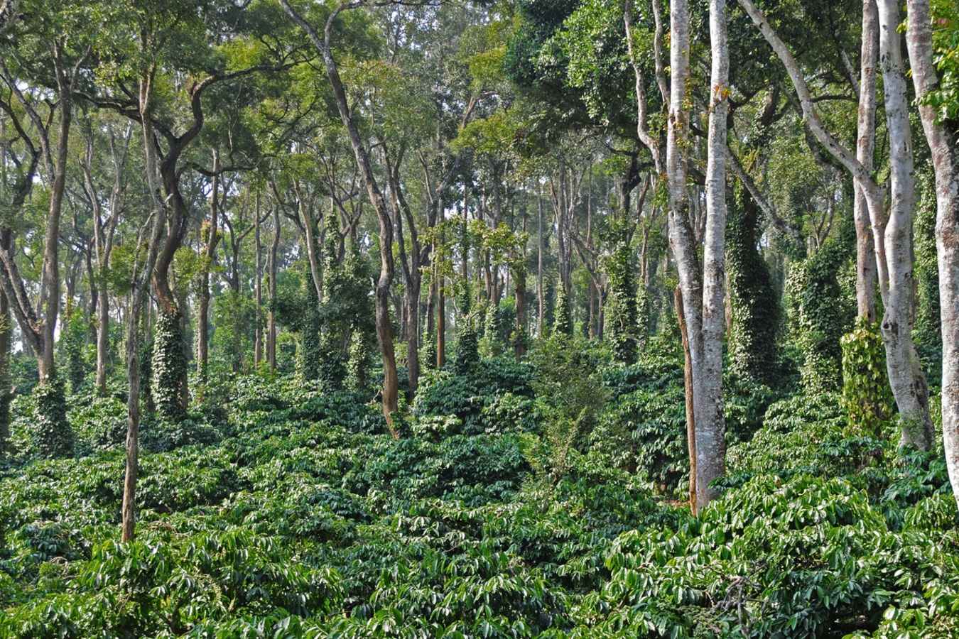 Coffee Plantation - Evolve Back Chikkana Halli Estate