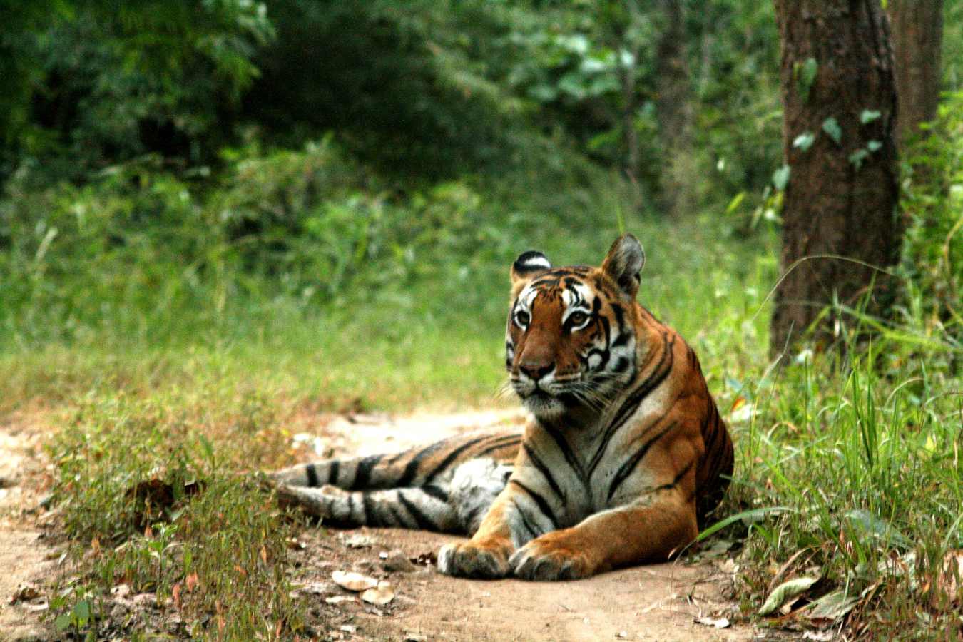 Tiger Sighting - Flame of the Forest