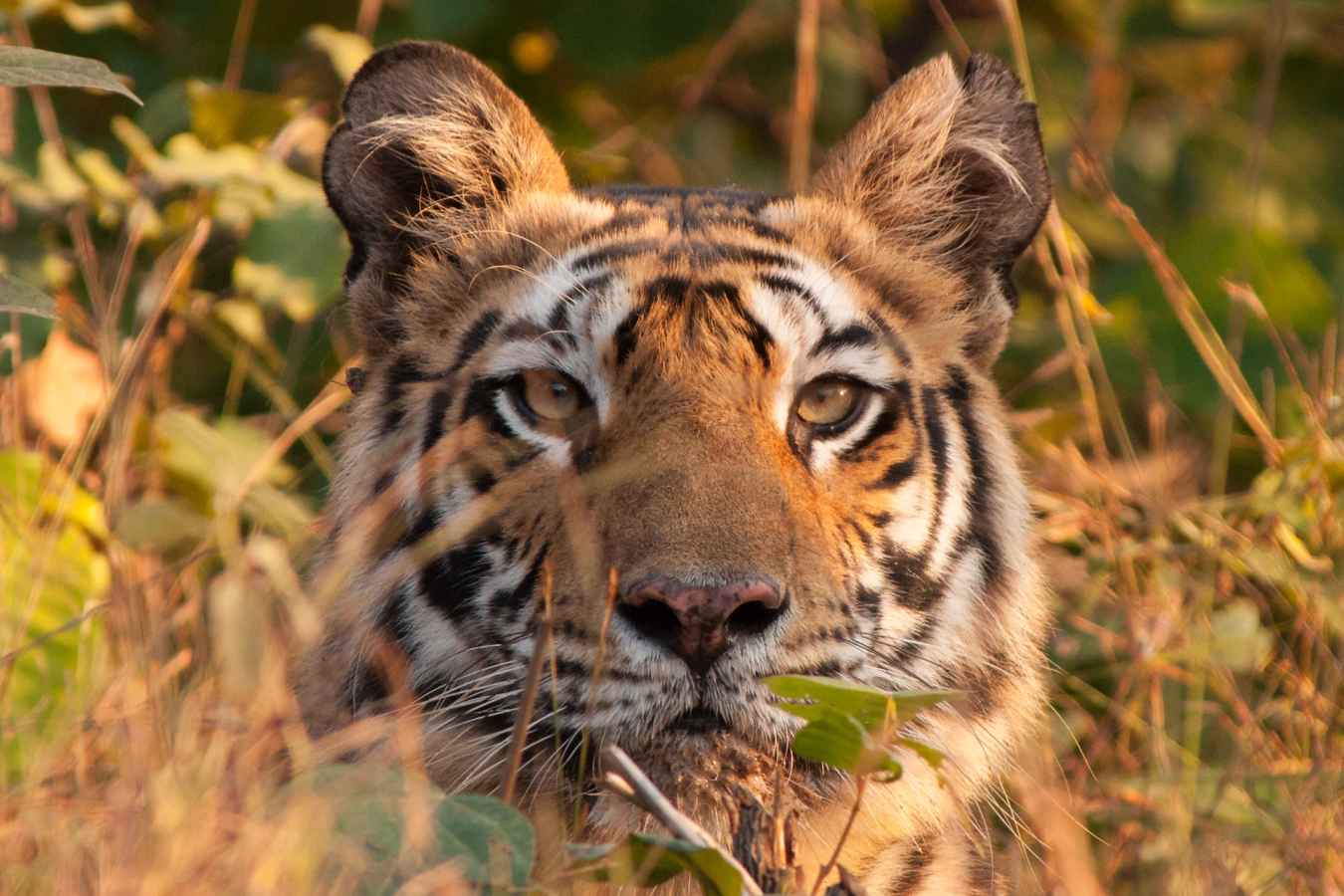 Incredible Wildlife - Flame of the Forest