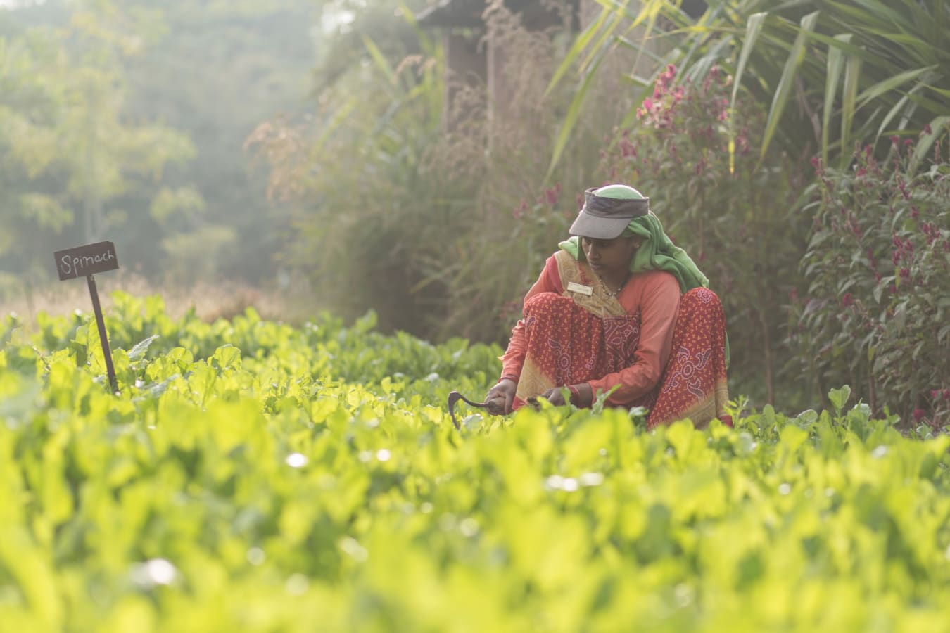 Local produce - Jehan Numa Retreat 