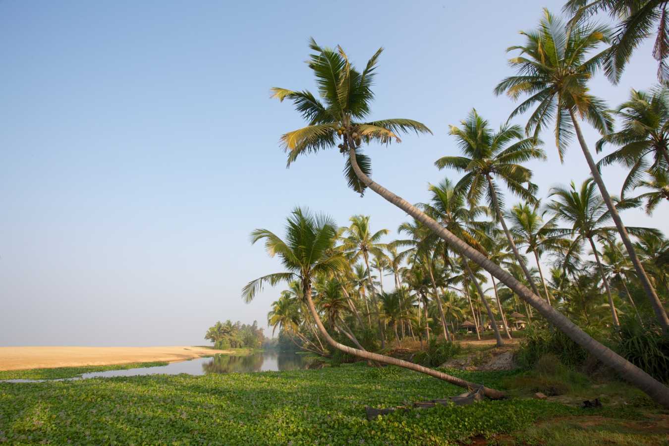 Palm Trees - Neeleshwar Hermitage