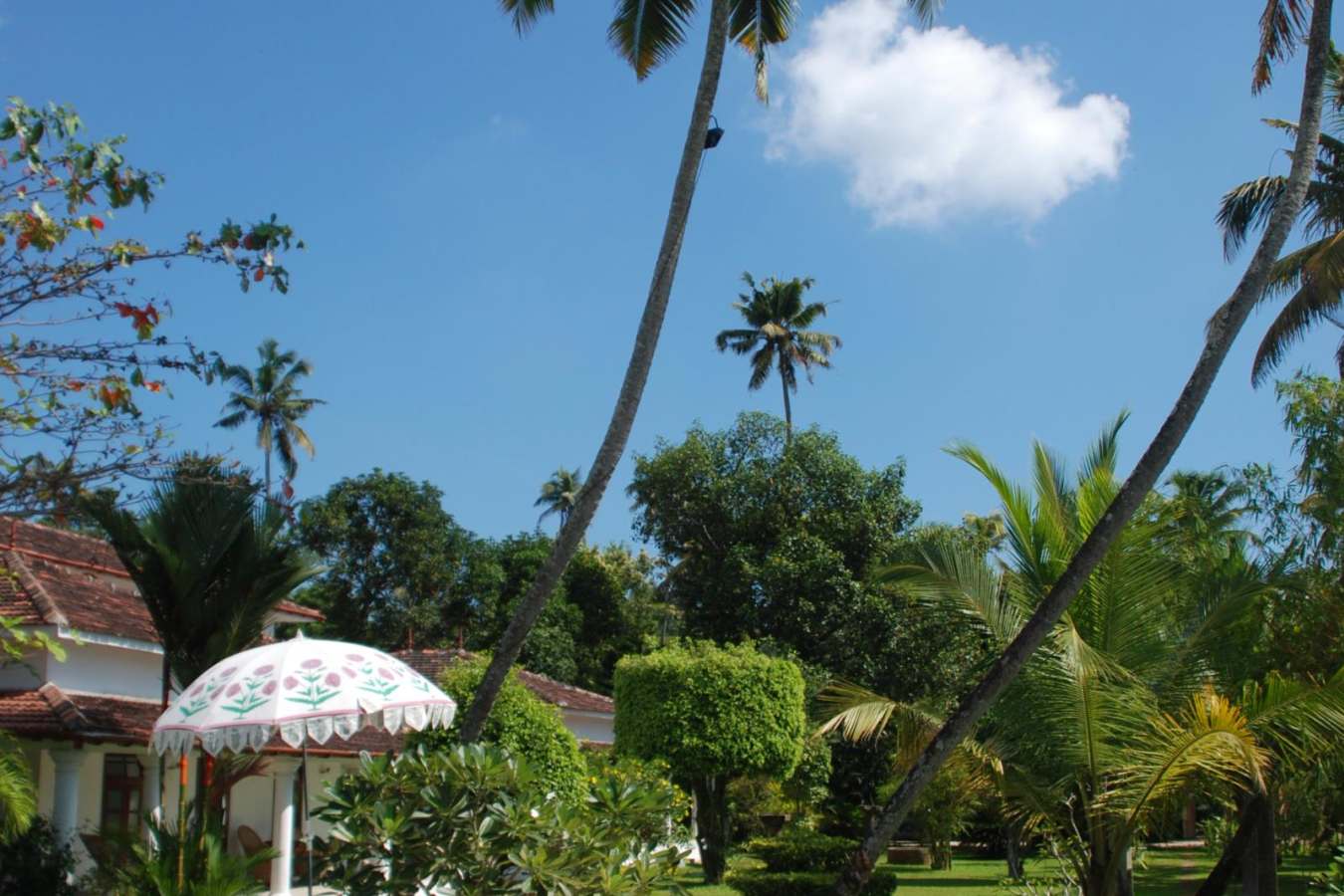 Pool & Deckchairs - Purity