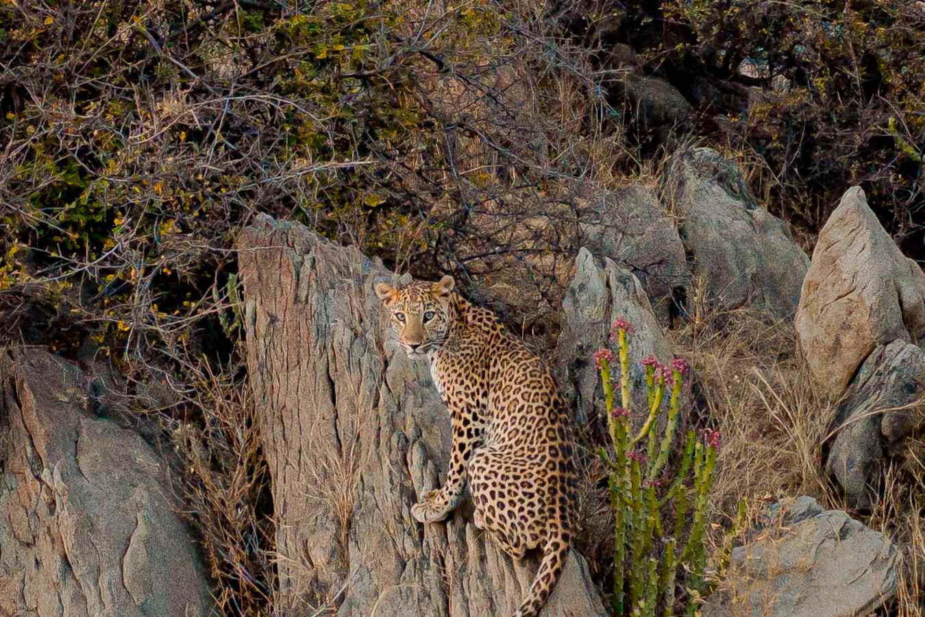 Leopard Siting - Rawla Naralai