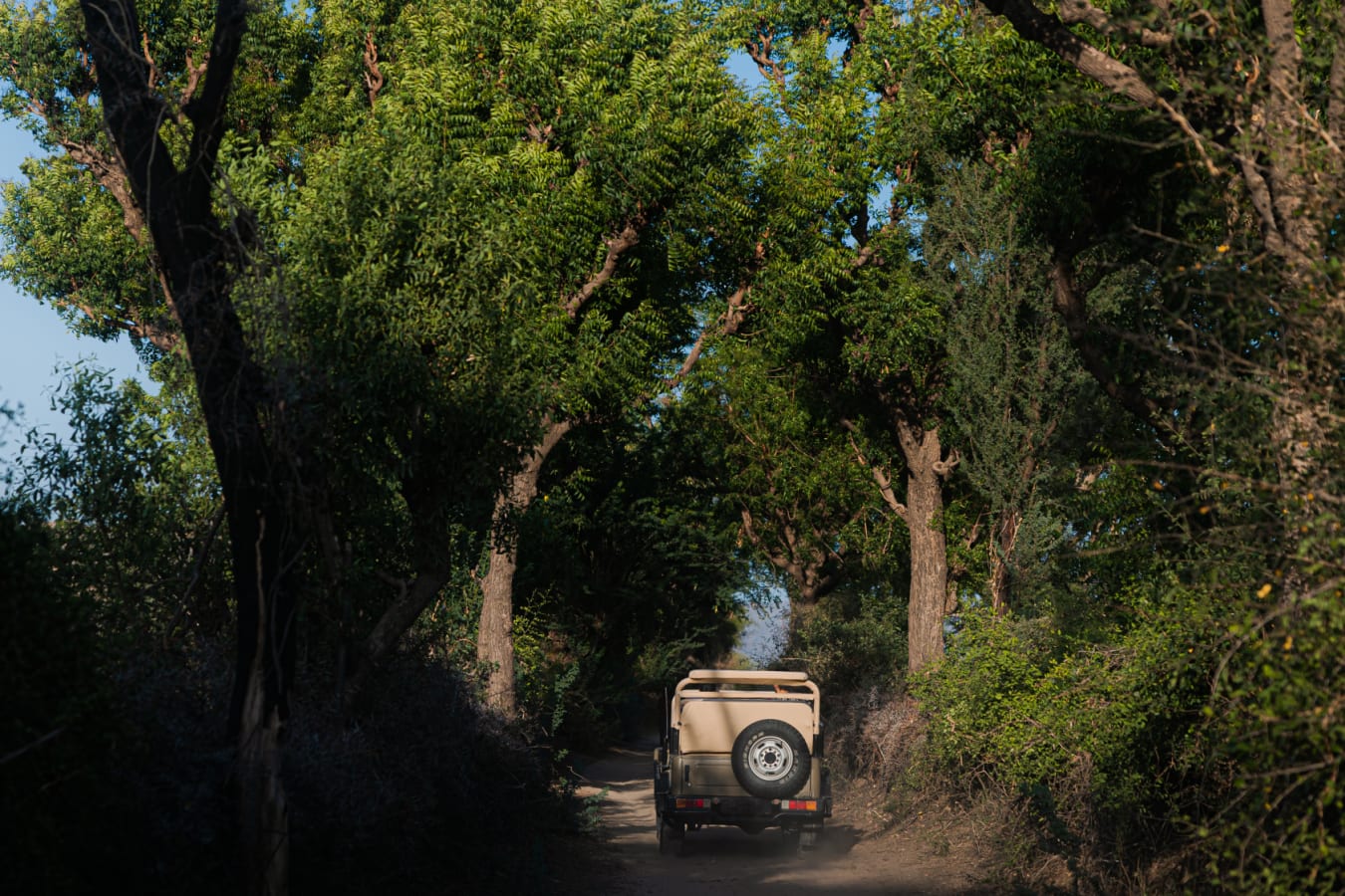 Leopard Safari - Rawla Narlai