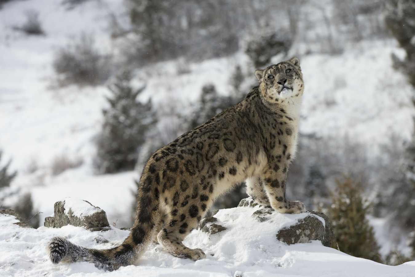 Snow Leopard - Snow Leopard Lodge