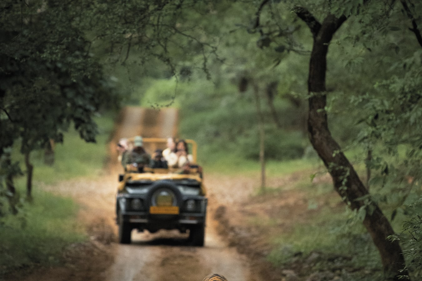 Safari