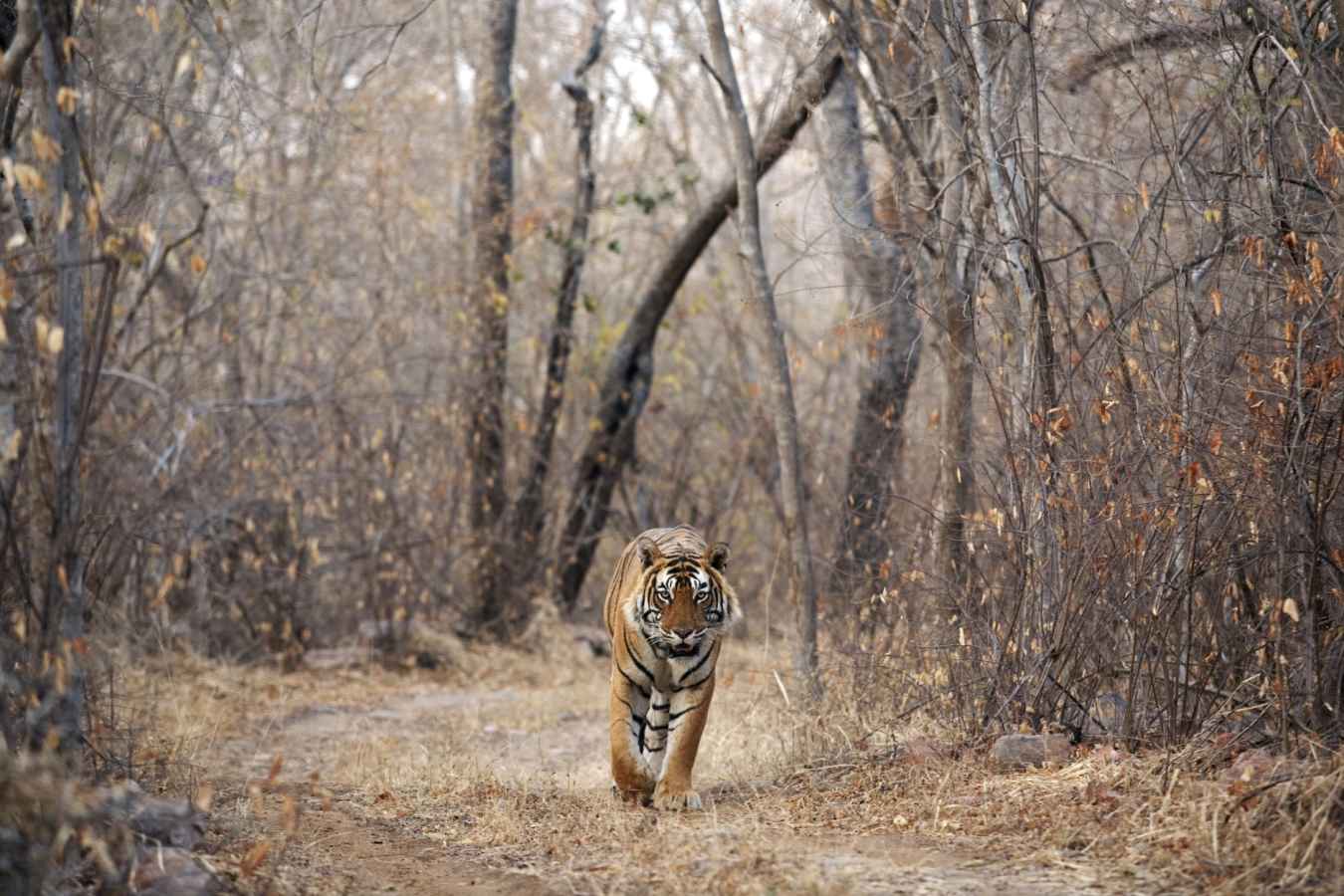 Tiger Tiger - Suján Sher Bagh