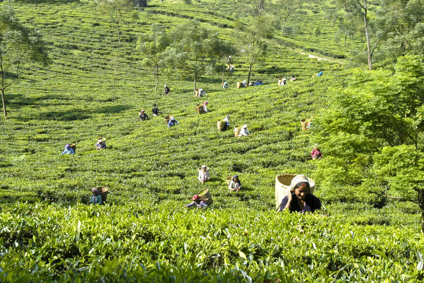 Tea Pickers - The Glenburn Tea Estate