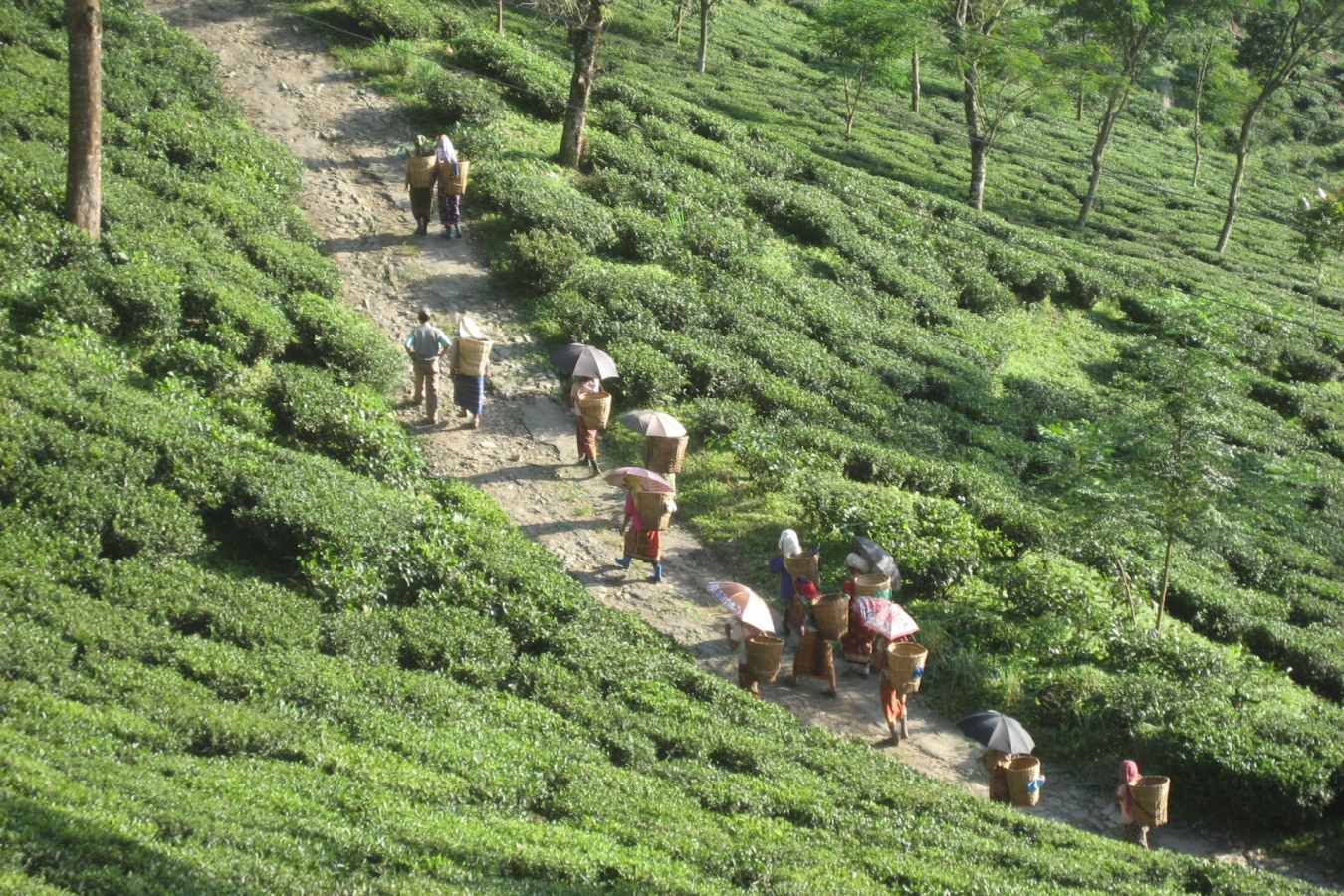 Tea Pickers - The Glenburn Tea Estate