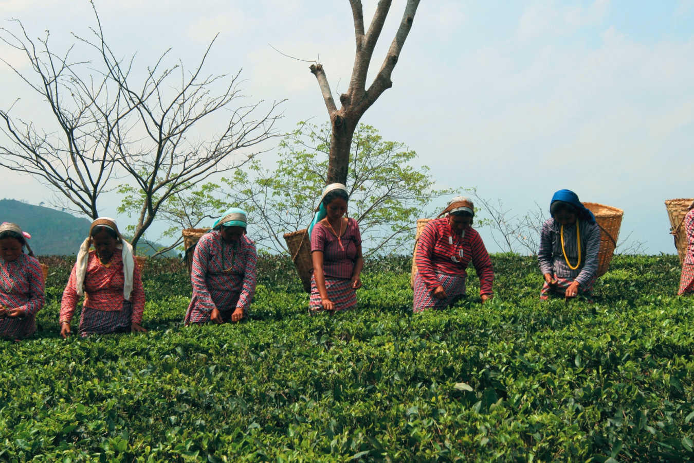 Tea Pickers - The Glenburn Tea Estate