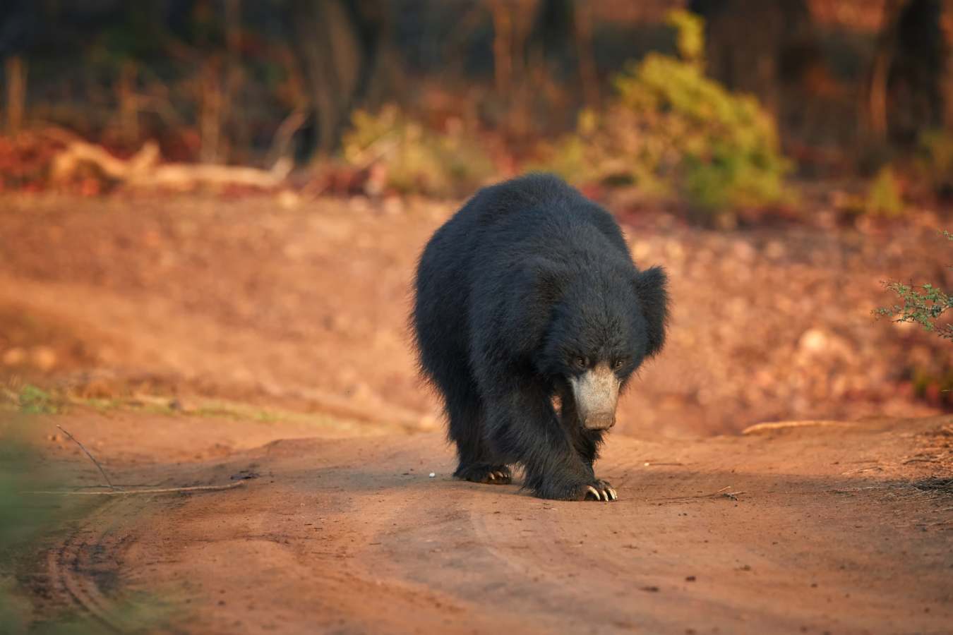 Ranthambore National Park - The Oberoi Vanyavilas