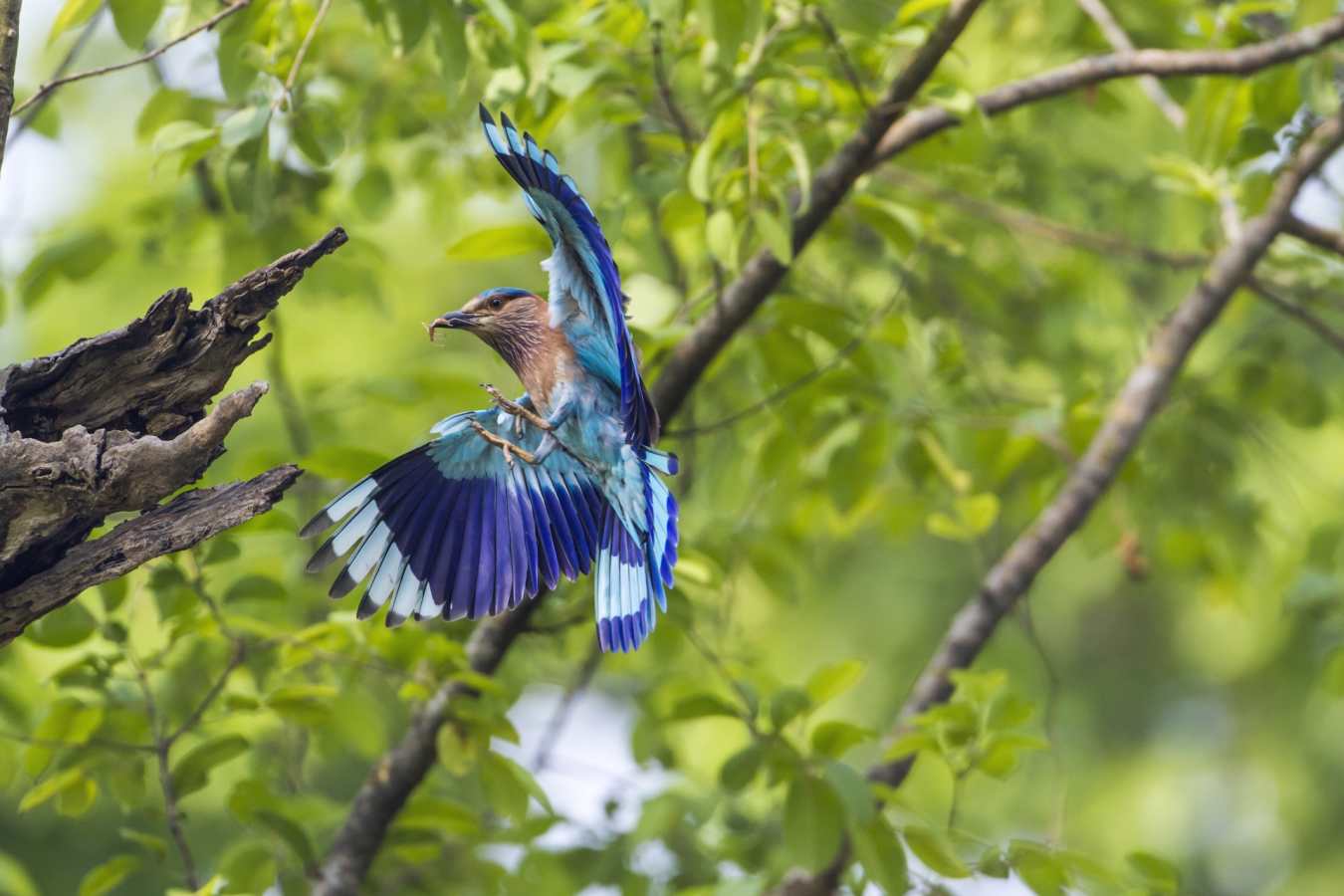 Ranthambore National Park - The Oberoi Vanyavilas