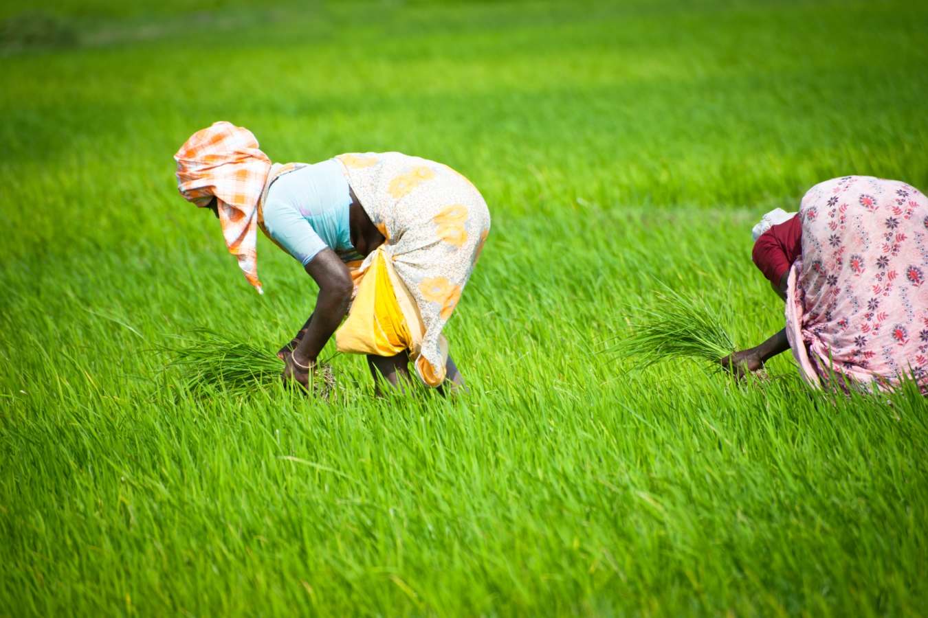 Explore Tamil Nadu - The Trident Chennai