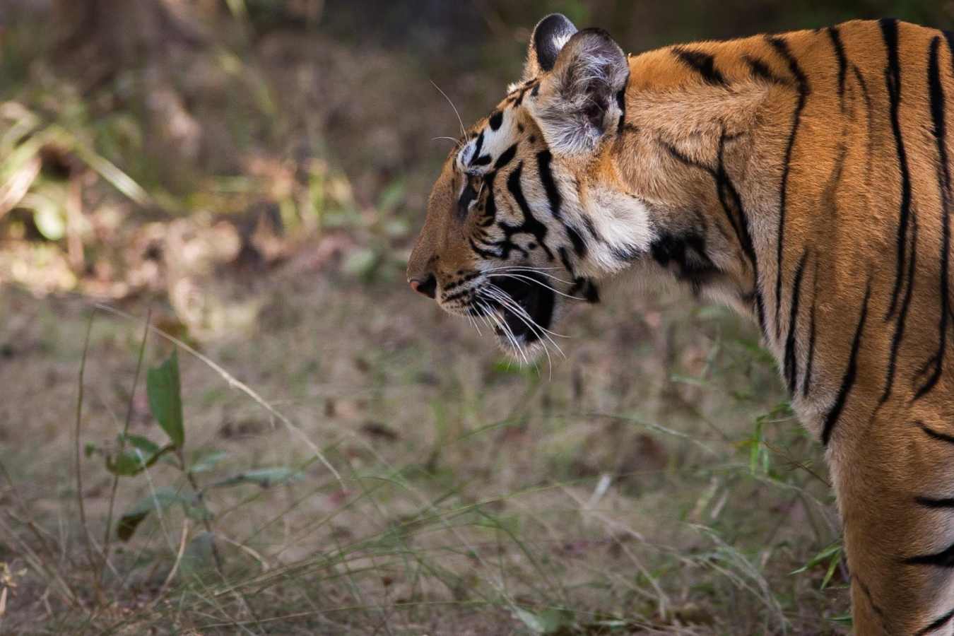 Tiger in Bandhavgarh - Treehouse Hideaway