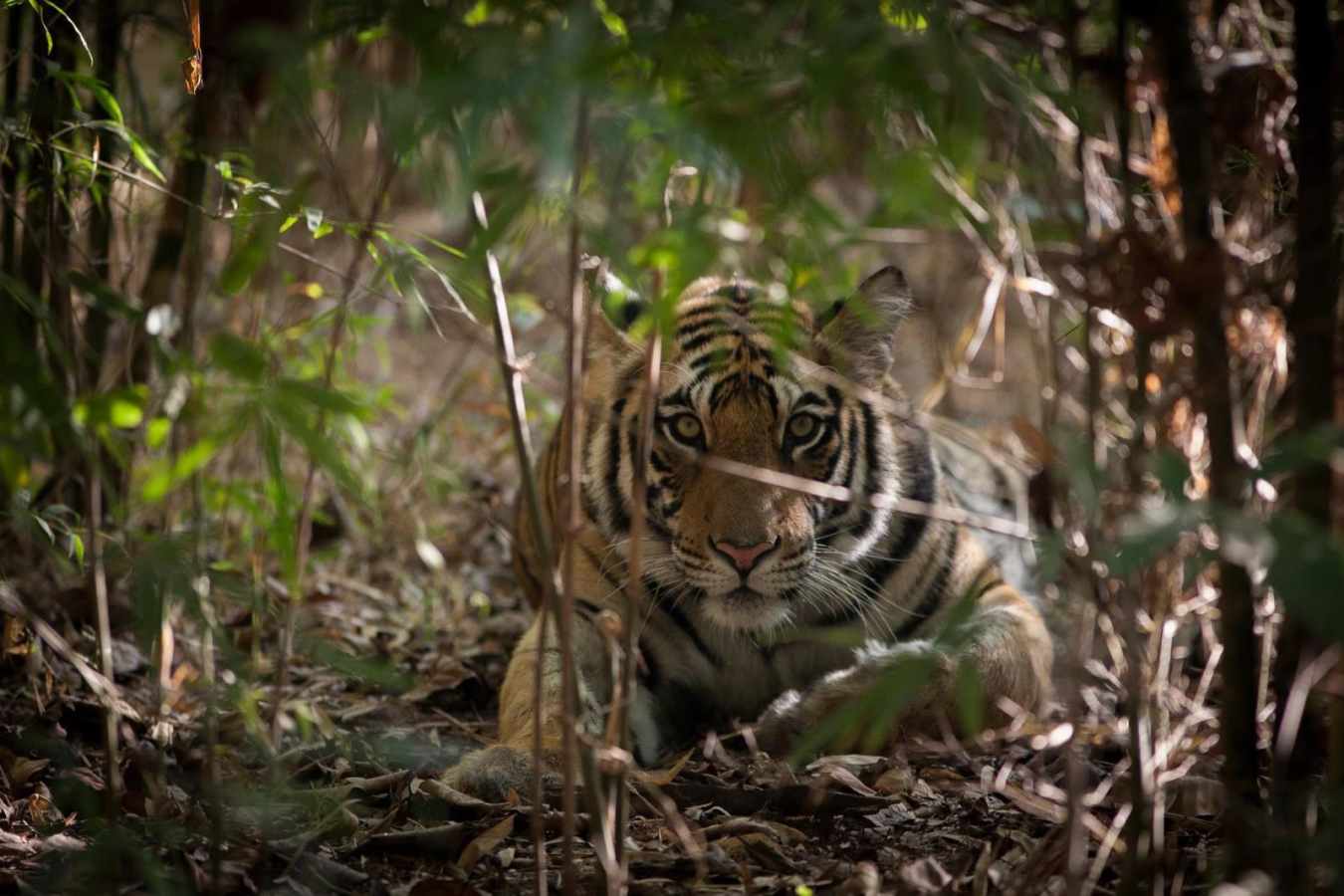 Tiger in Bandhavgarh - Treehouse Hideaway