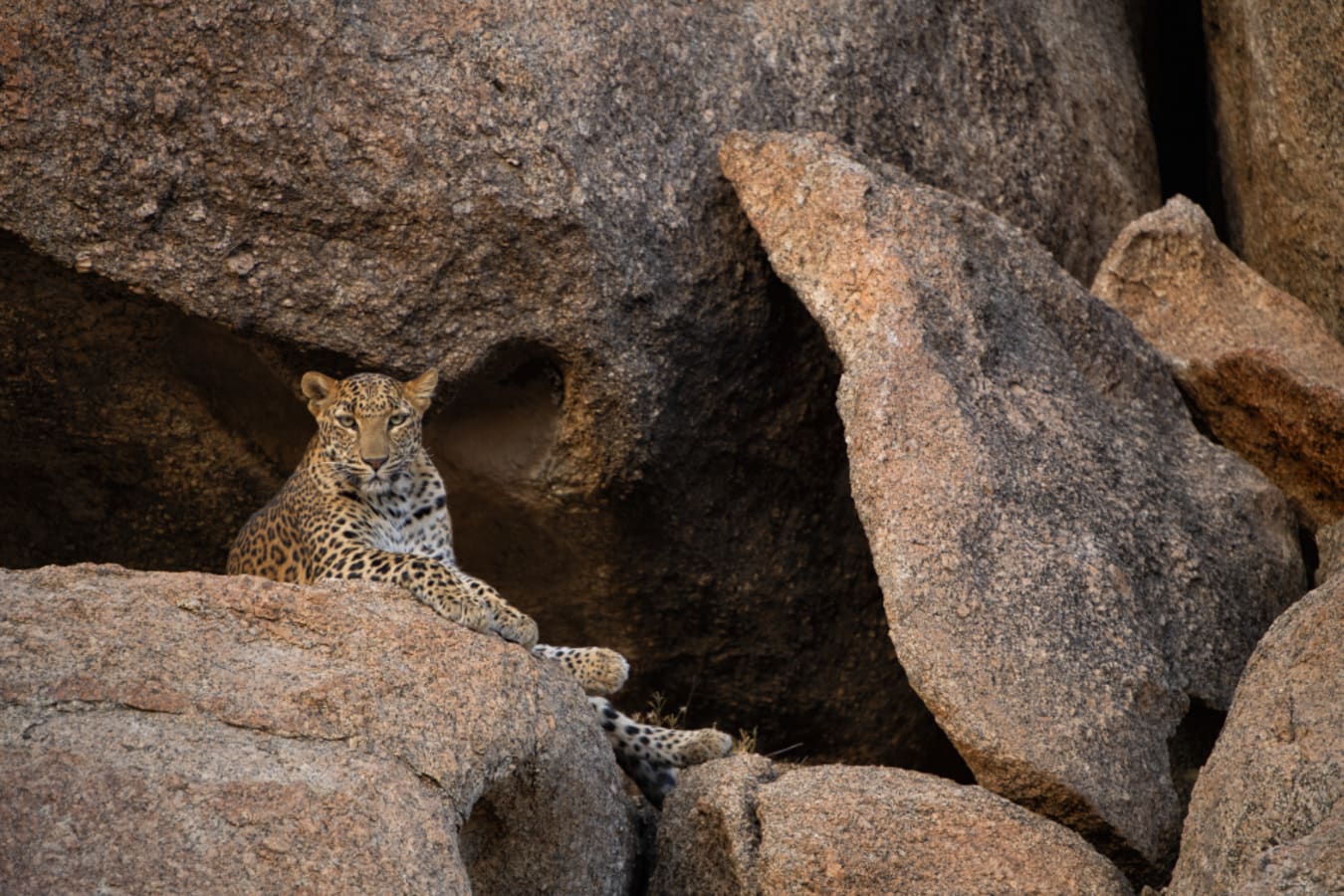 Leopard