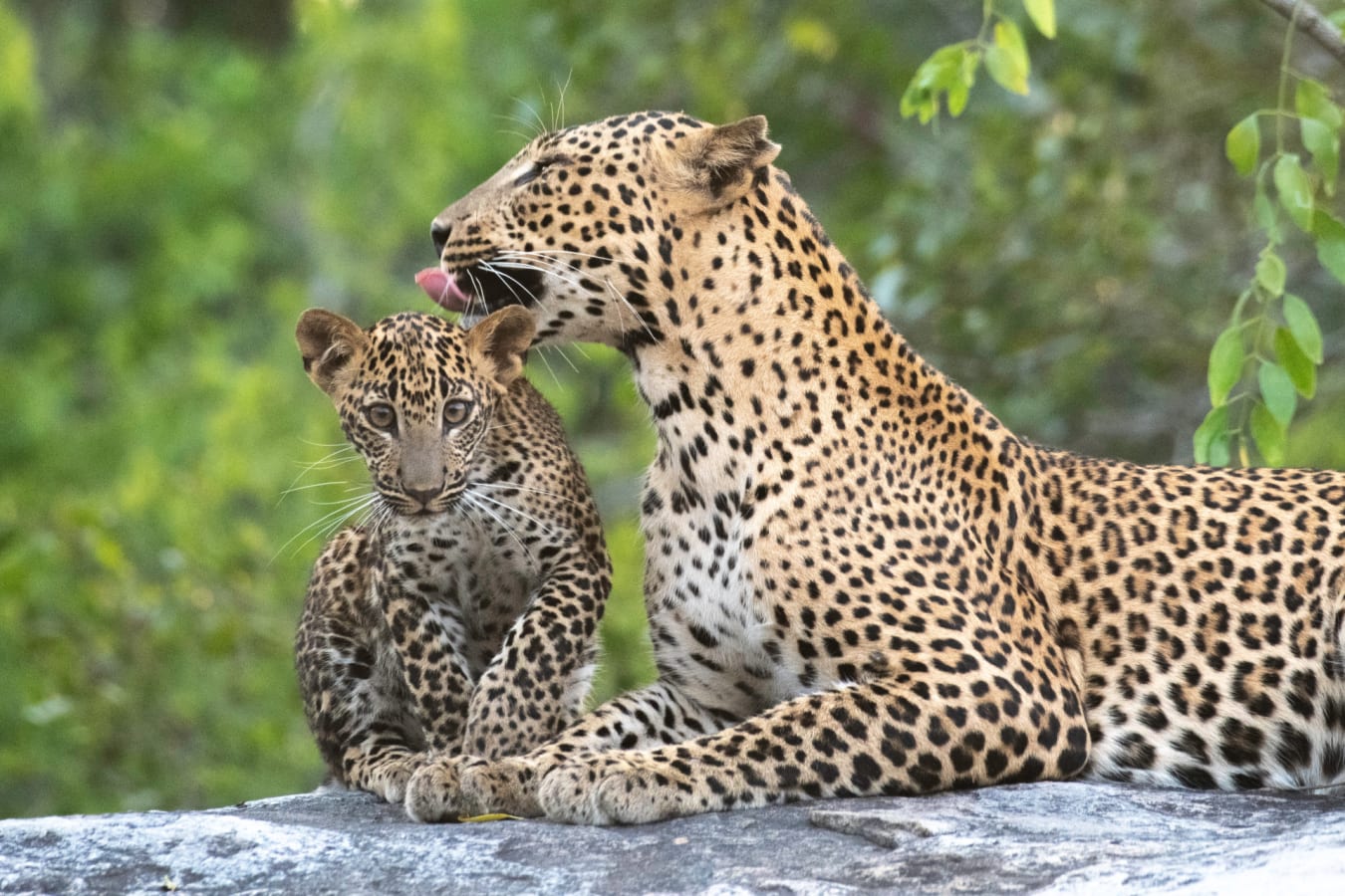 Leopard Family
