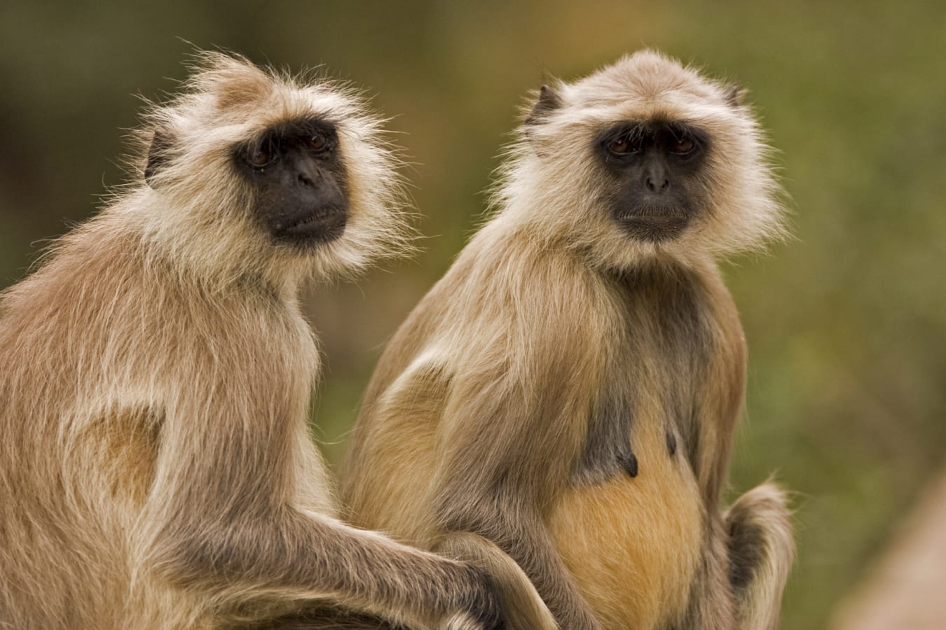 Monkeys  