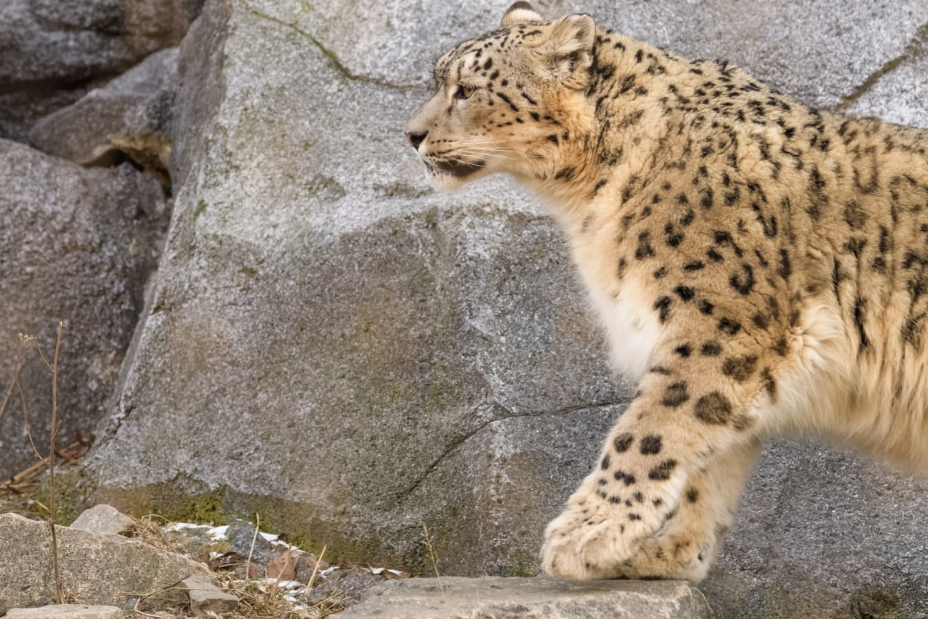 Close up of snow leopard
