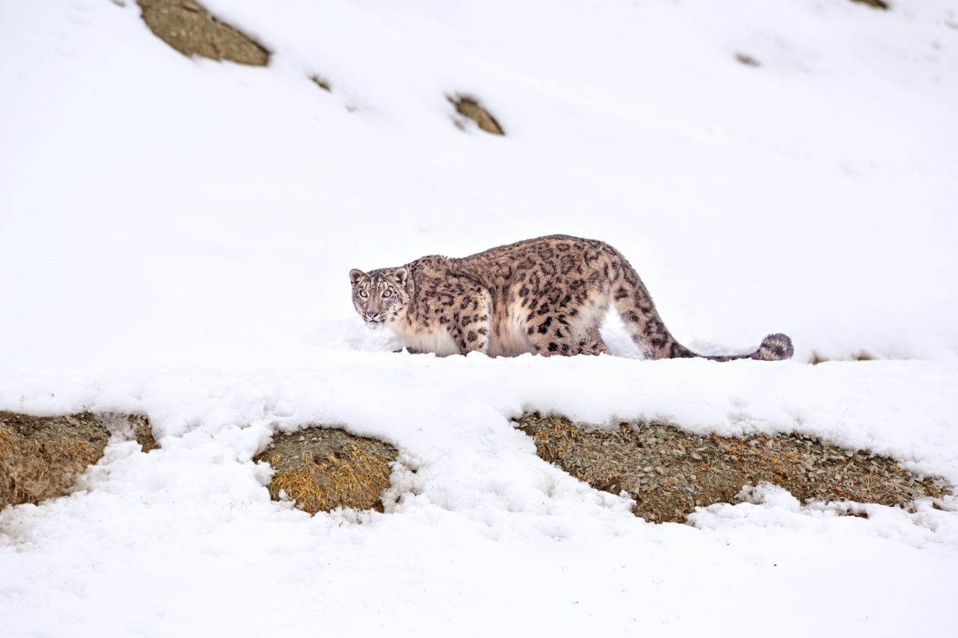 Iconic shot of snow leopard