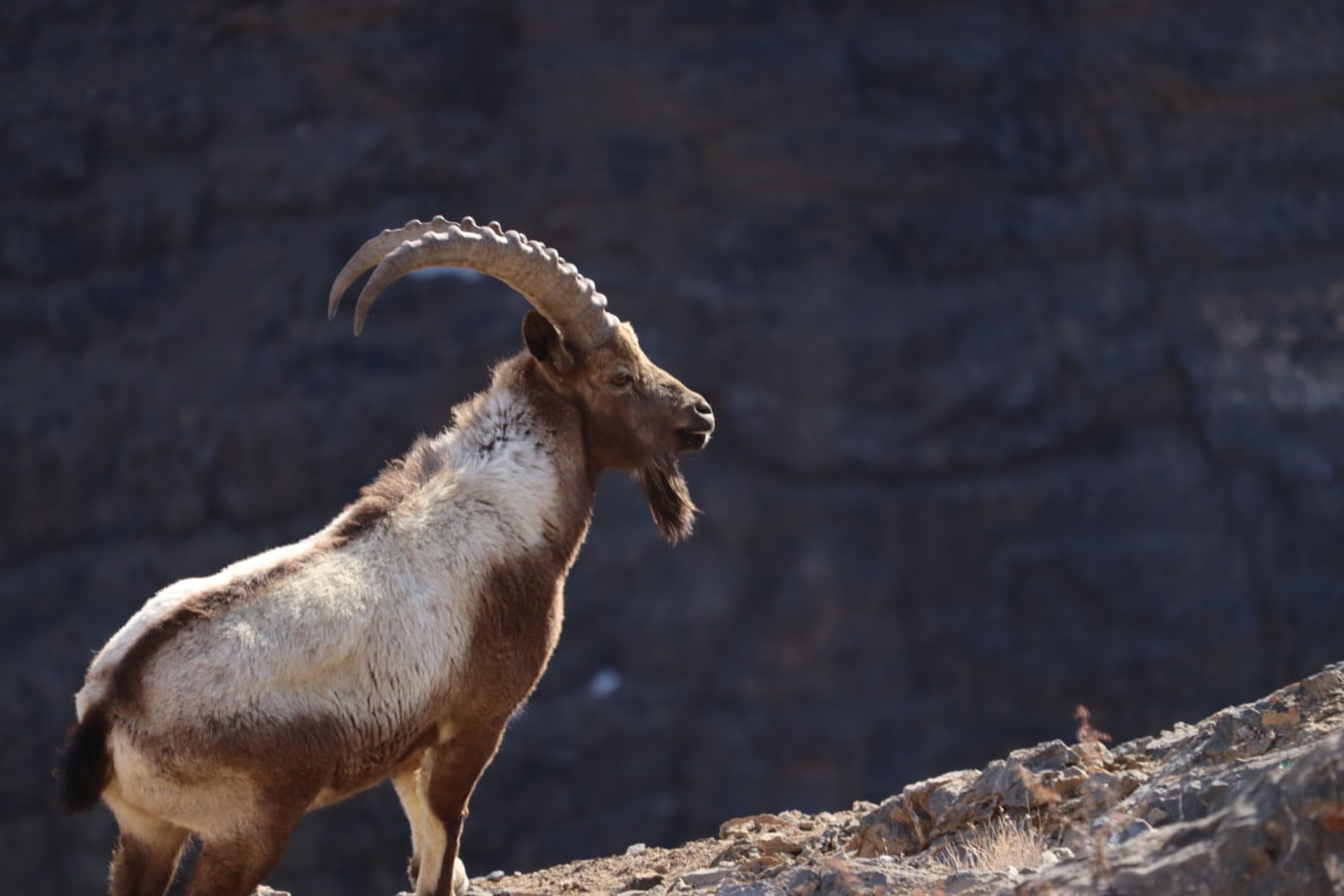 Ibex