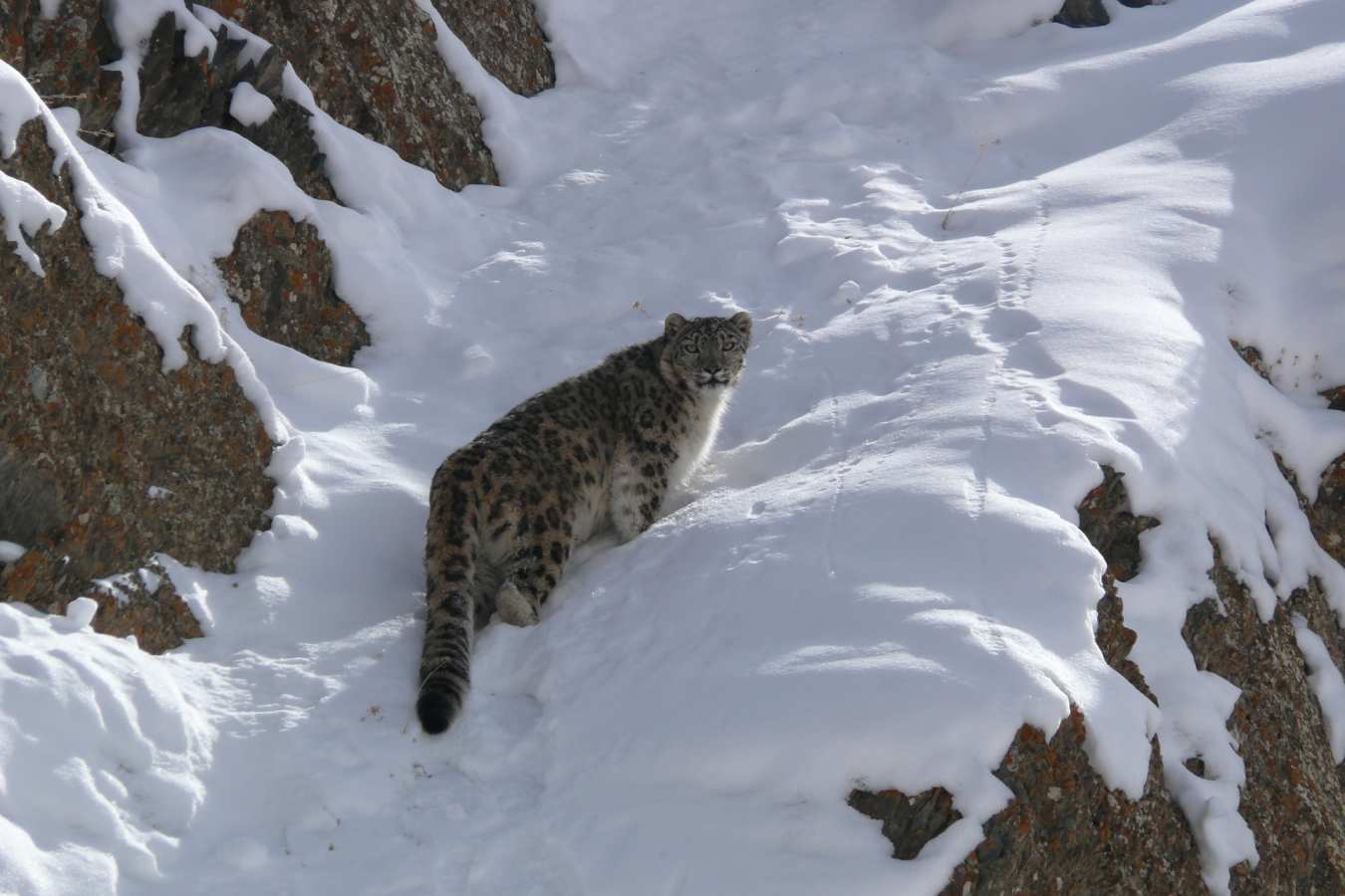 Snow Leopard  - Spotting Snow Leopards in Himalaya