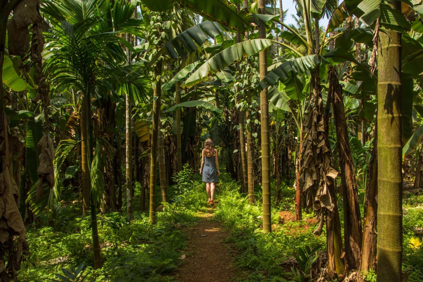 Spice Plantations - Kerala and the Maldives